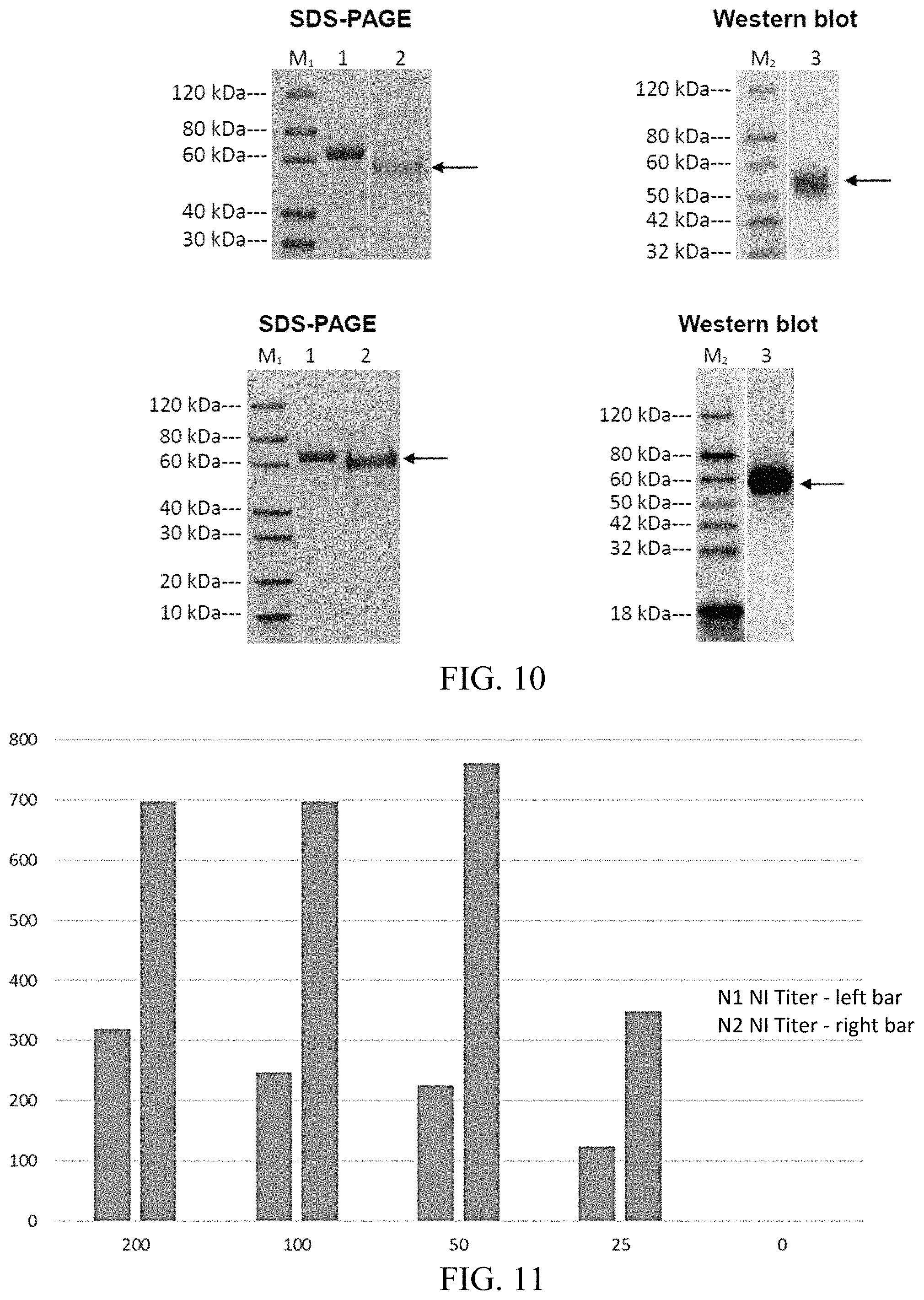 Patent US11771756 Figure 6 – Universal influenza vaccine