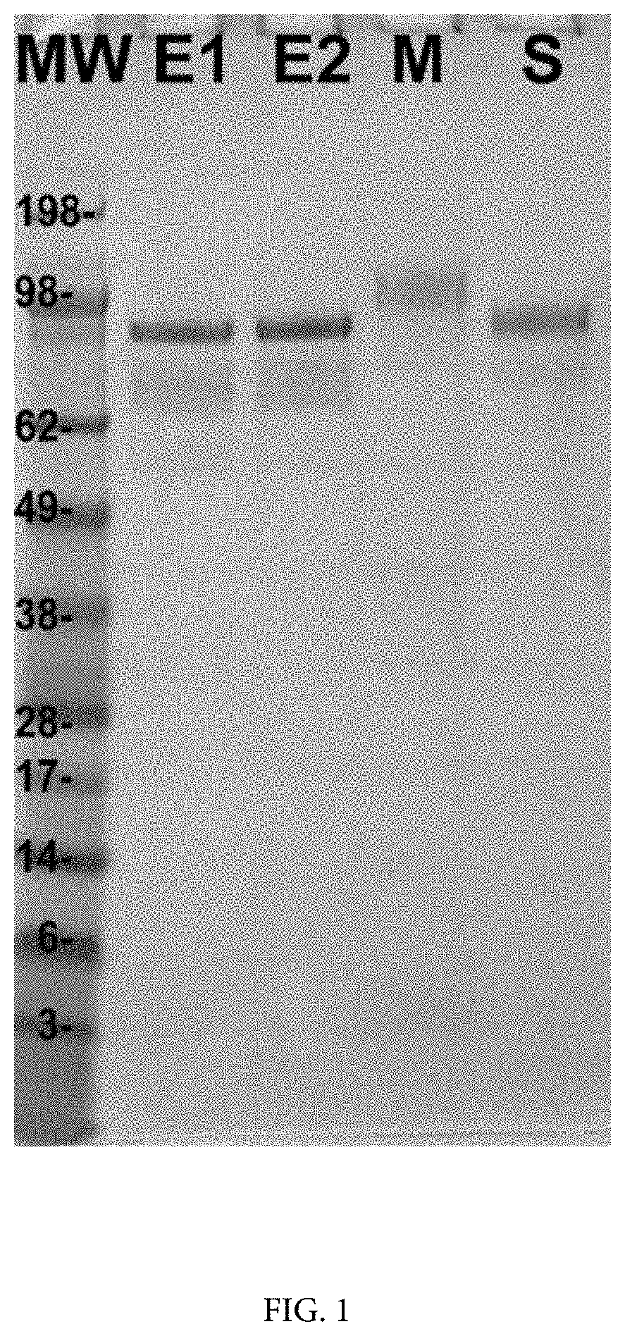 Patent US11771757 Figure 1 – Compositions and methods of manufacturing trivalent filovirus vaccines