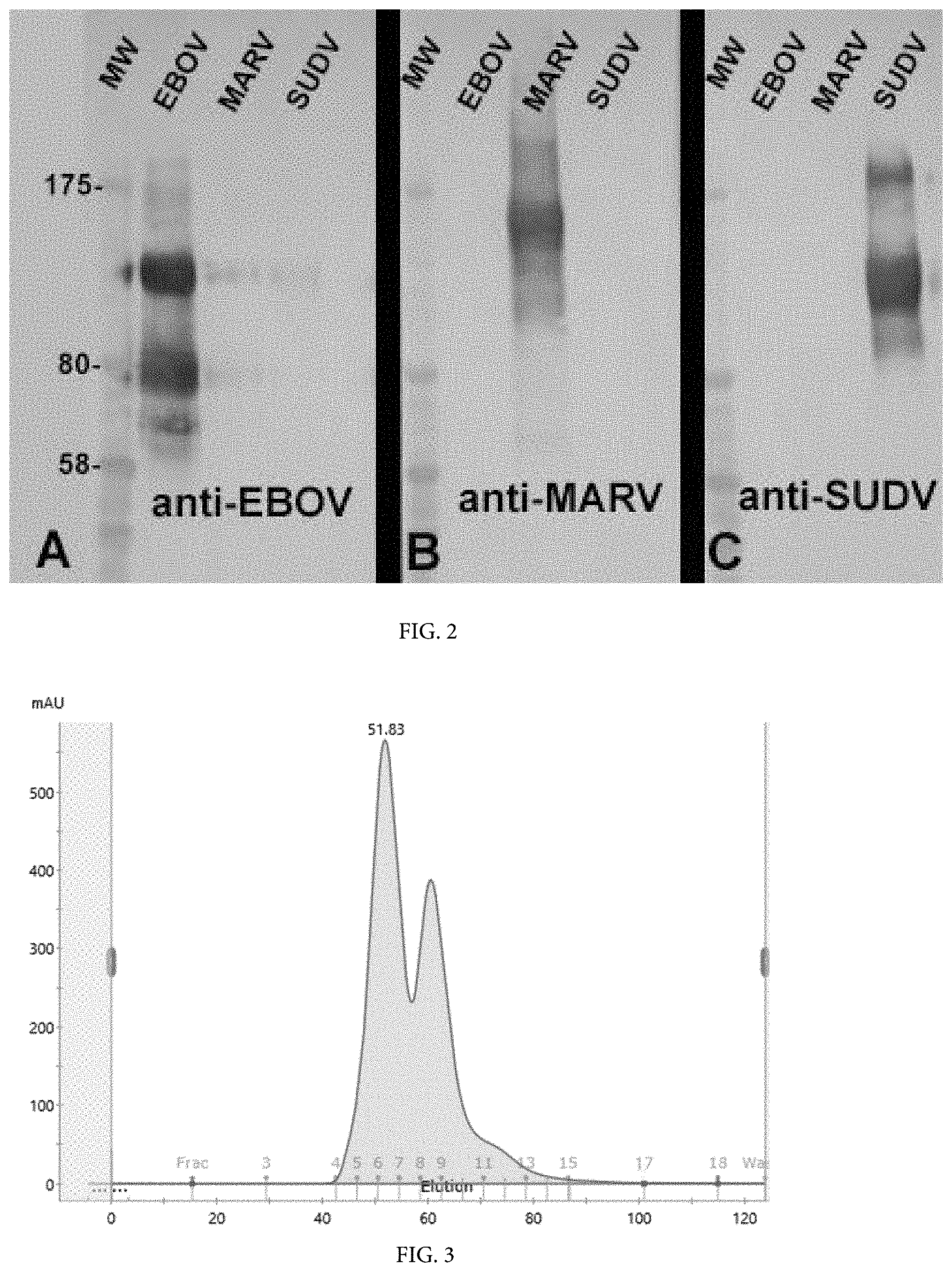 Patent US11771757 Figure 2 – Compositions and methods of manufacturing trivalent filovirus vaccines