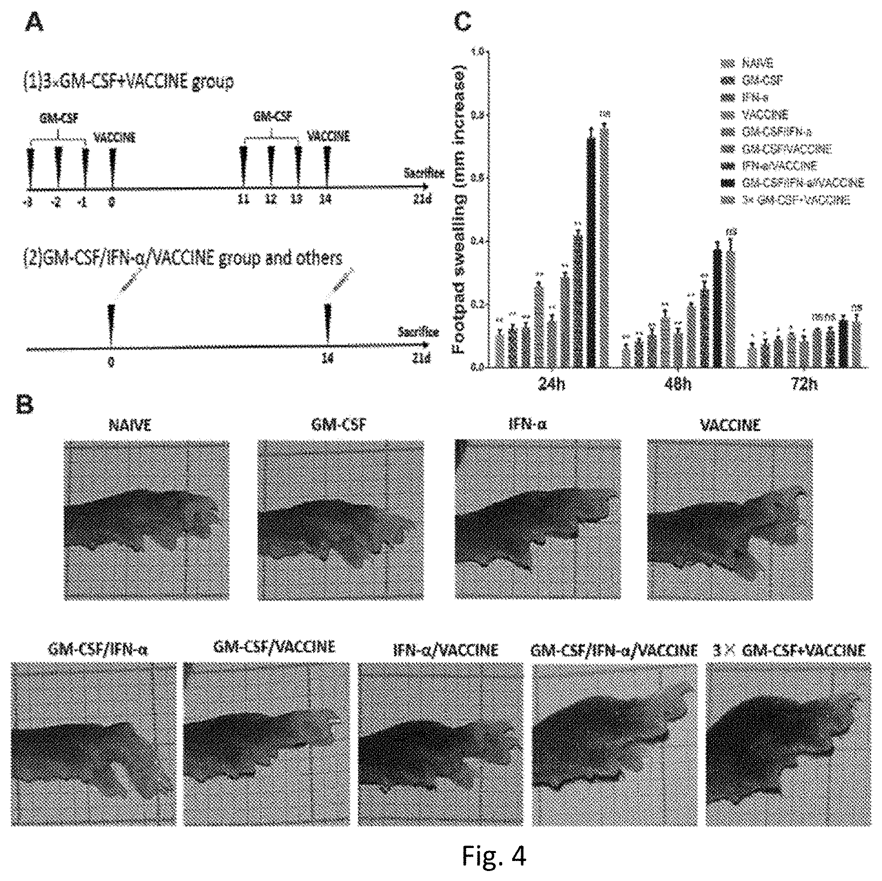 Patent US11771759 Figure 4 – Immunopotentiator, immunotherapeutic pharmaceutical composition and its preparation and use