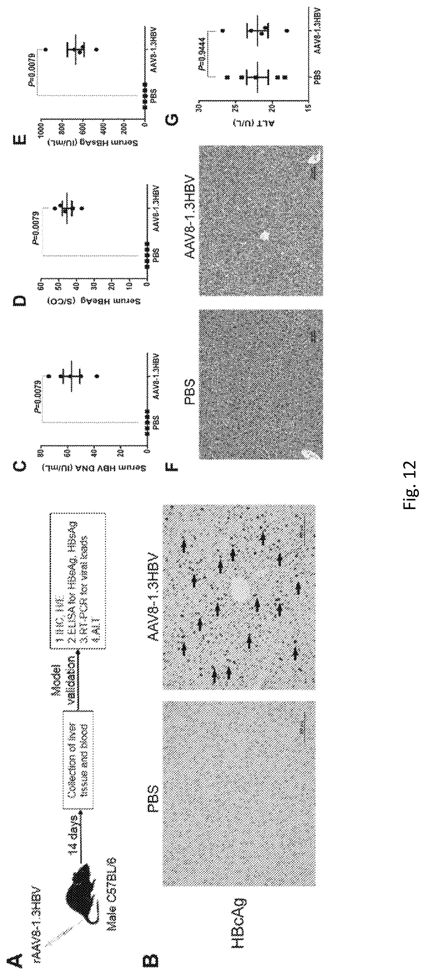 Patent US11771759 Figure 12 – Immunopotentiator, immunotherapeutic pharmaceutical composition and its preparation and use