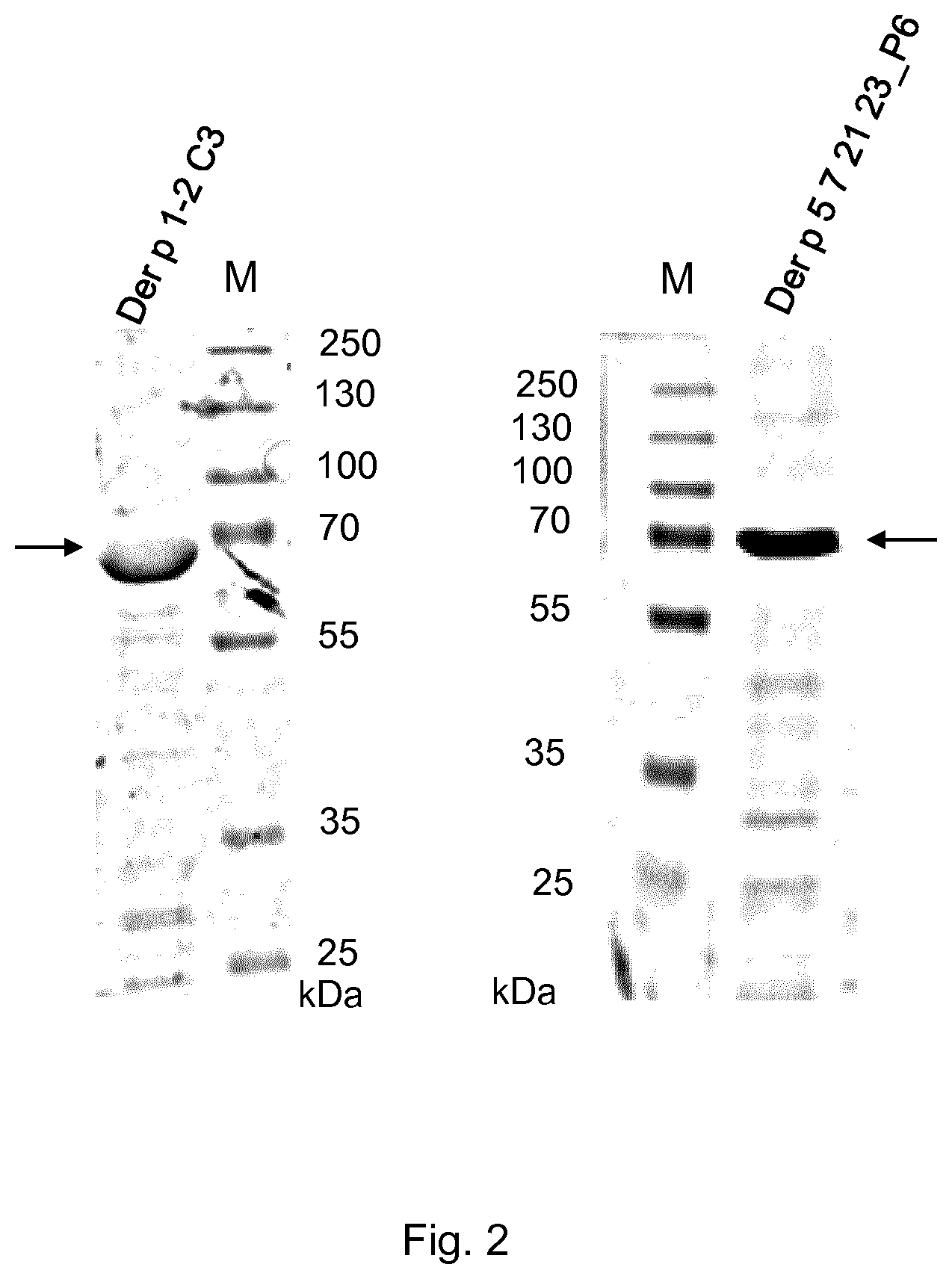 Patent US11771760 Figure 2 – Treatment and prevention of house dust mite allergies