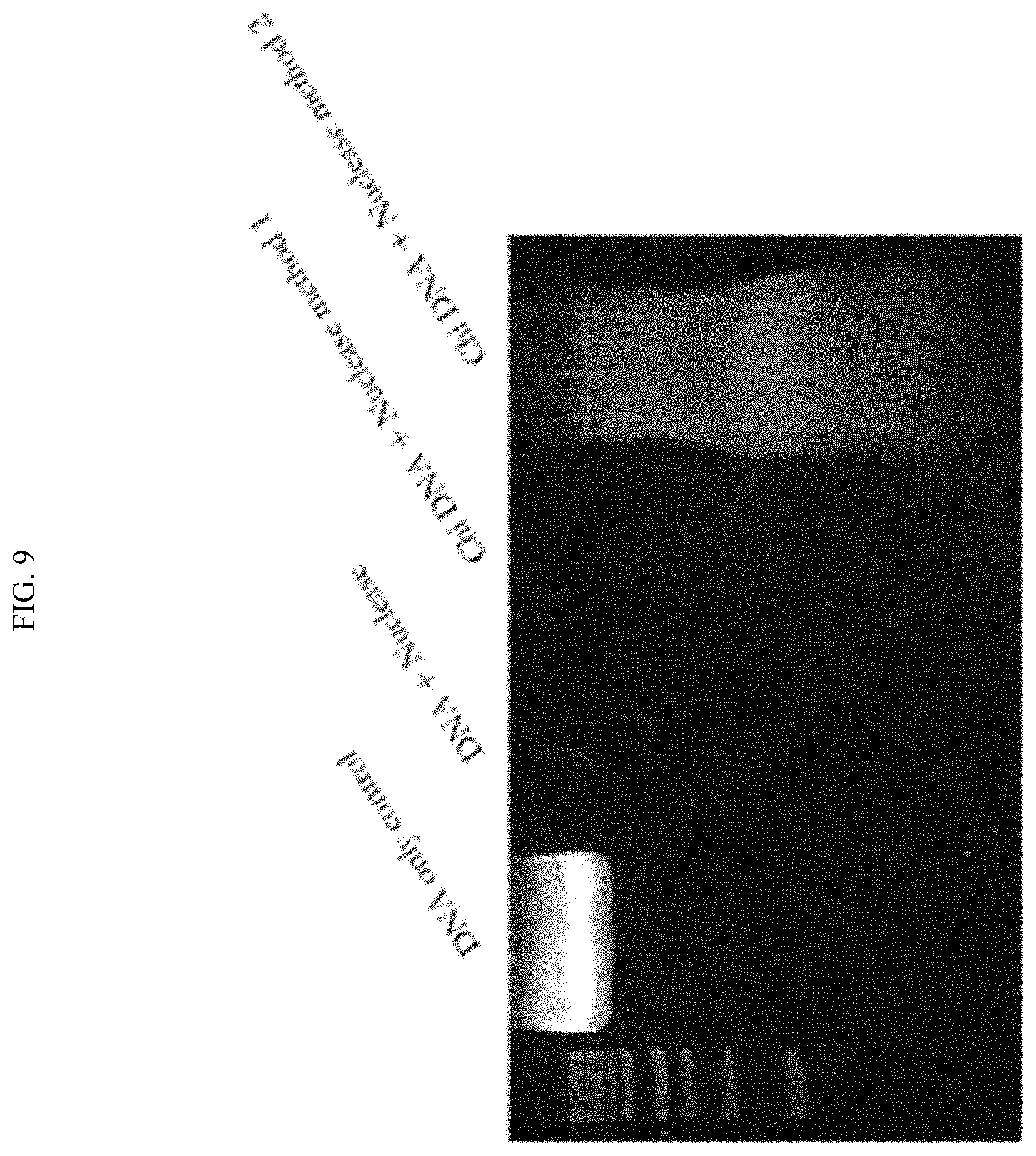 Patent US11771761 Figure 15 – Adjuvant for animal and human vaccines
