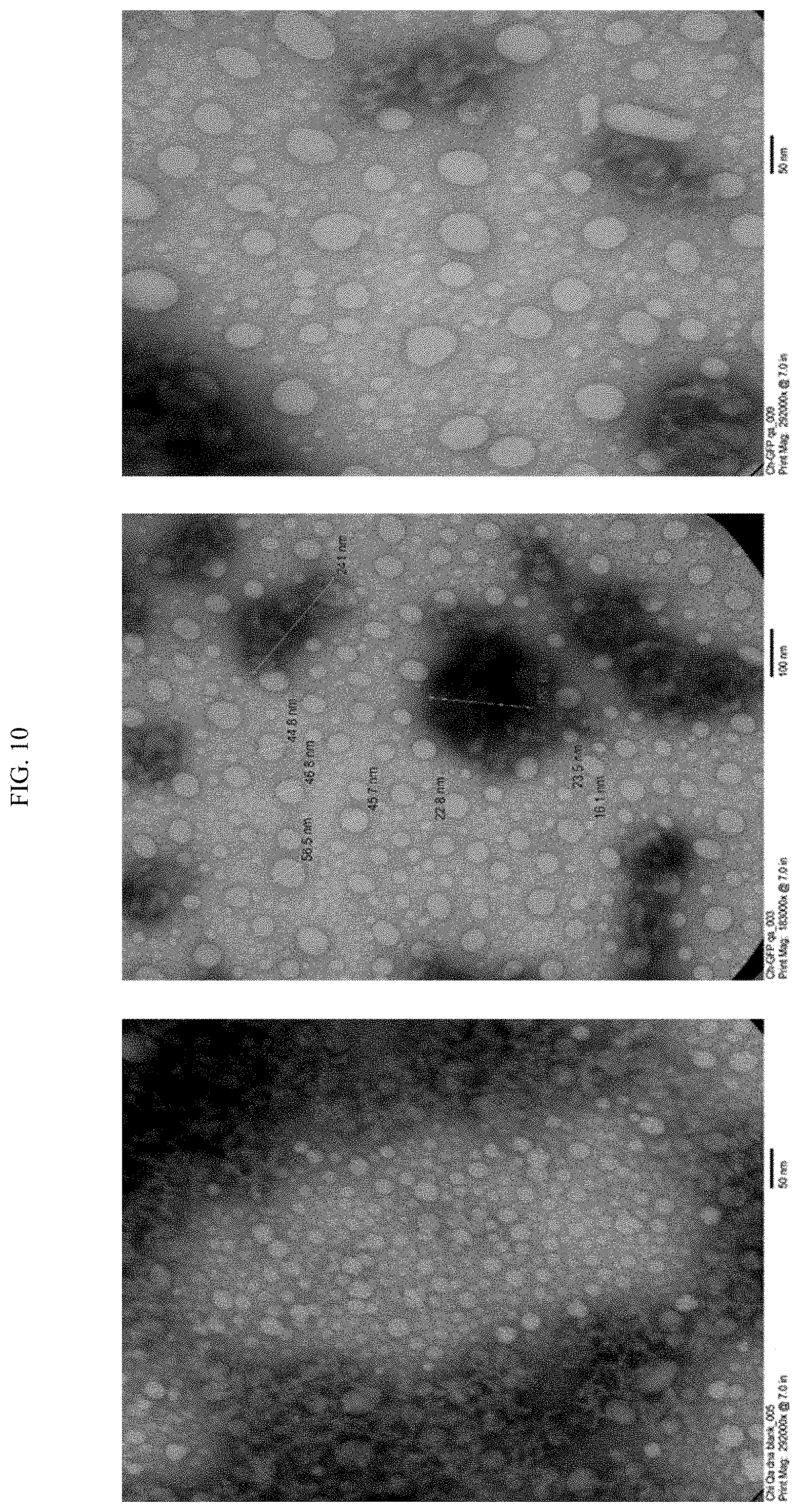 Patent US11771761 Figure 16 – Adjuvant for animal and human vaccines