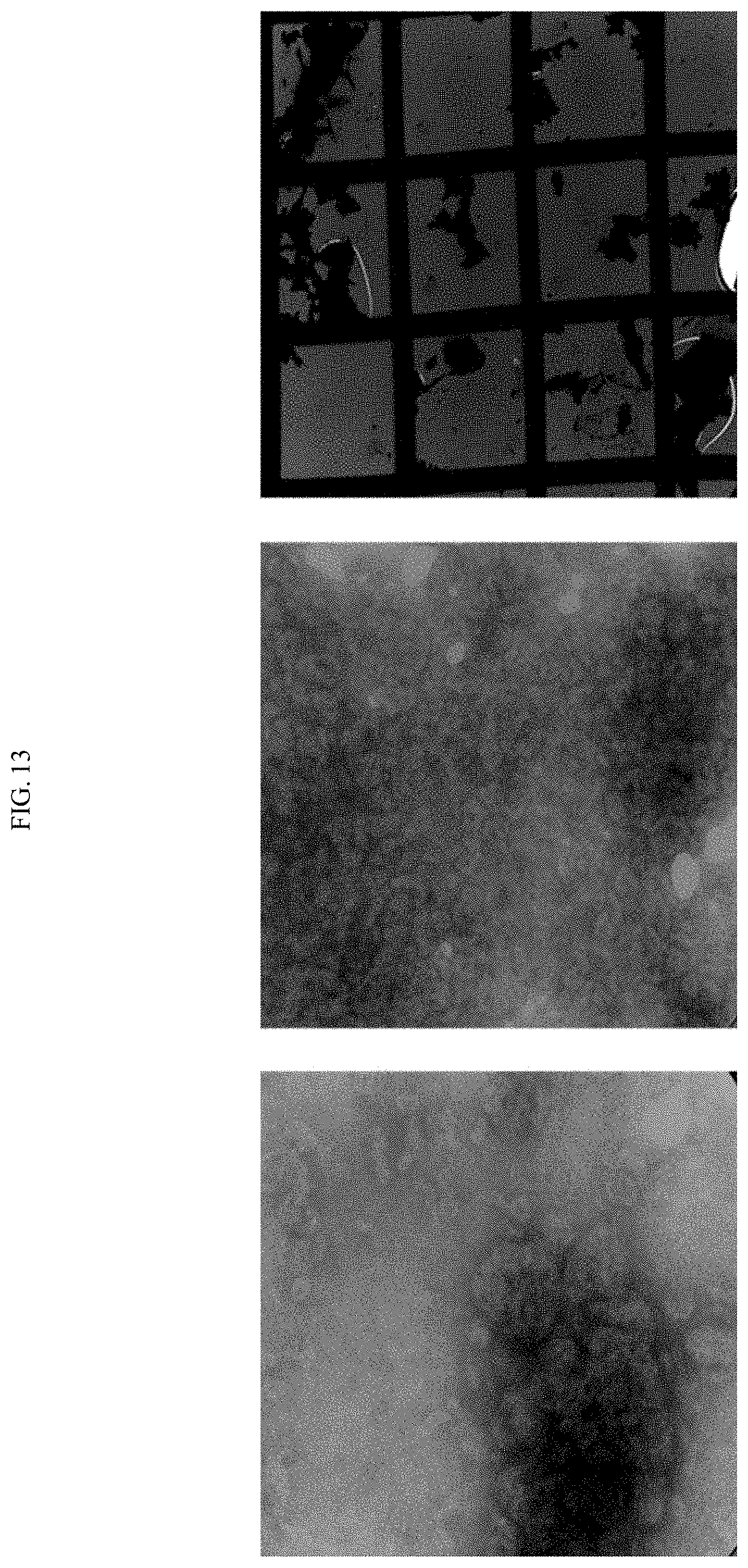 Patent US11771761 Figure 19 – Adjuvant for animal and human vaccines