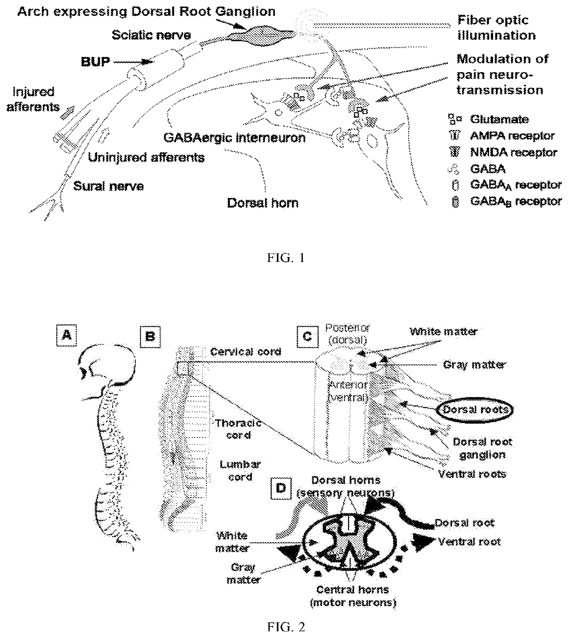 Patent US11771763 Figure 1 – Methods and compositions for decreasing chronic pain