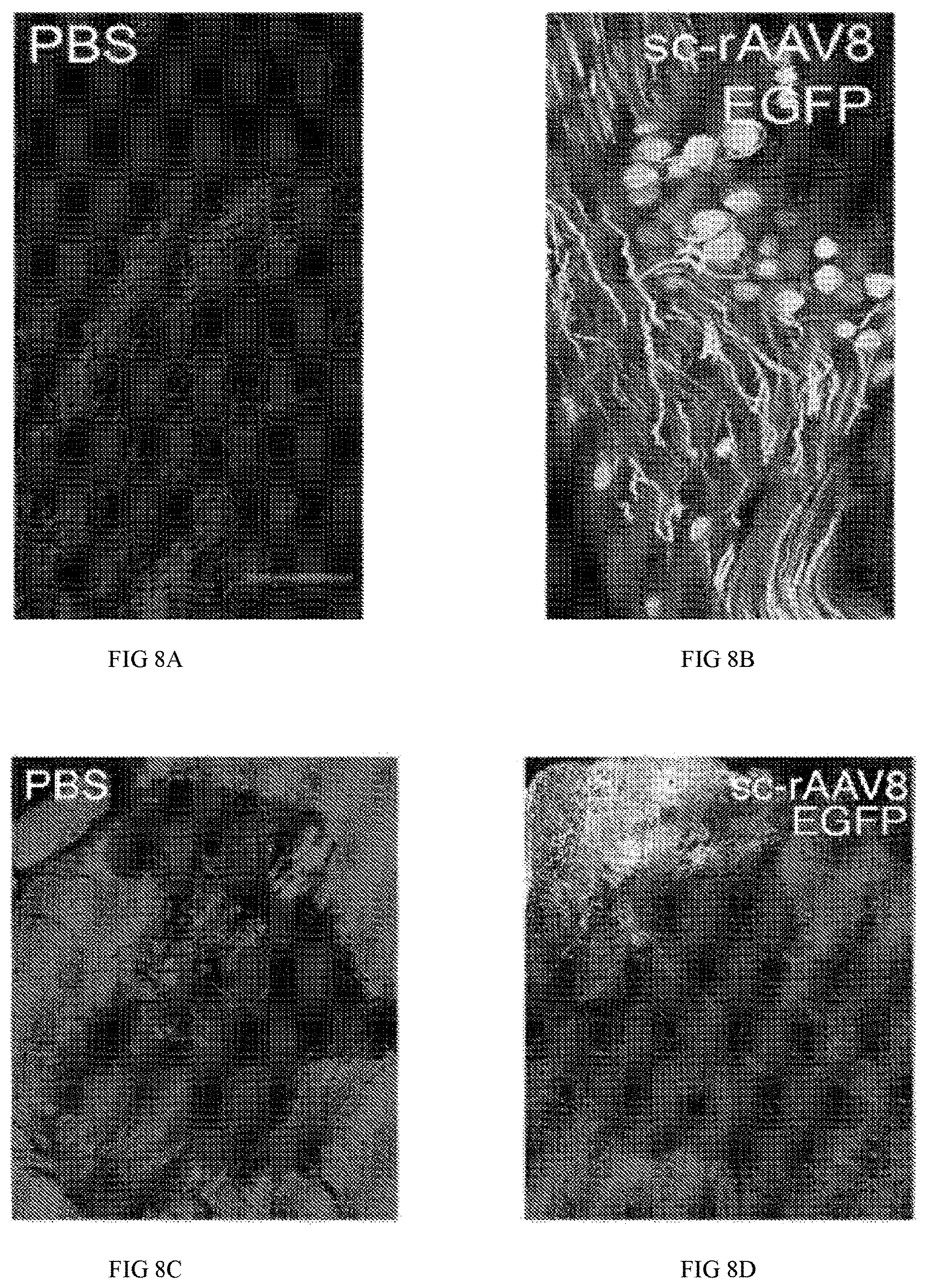 Patent US11771763 Figure 5 – Methods and compositions for decreasing chronic pain