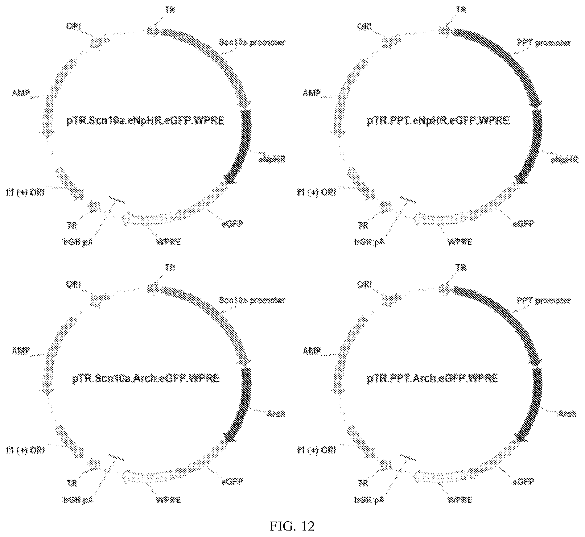 Patent US11771763 Figure 9 – Methods and compositions for decreasing chronic pain