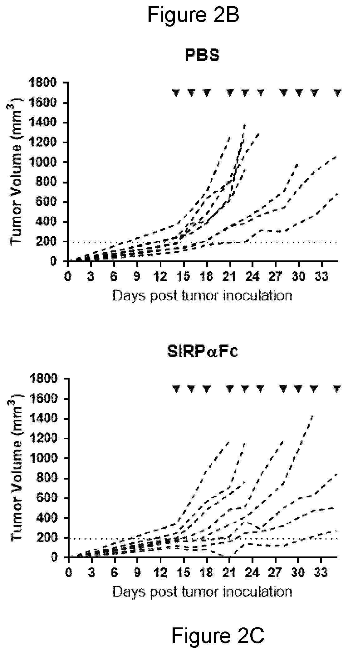 Patent US11771764 Figure 3 – CD47 blockade with radiation therapy