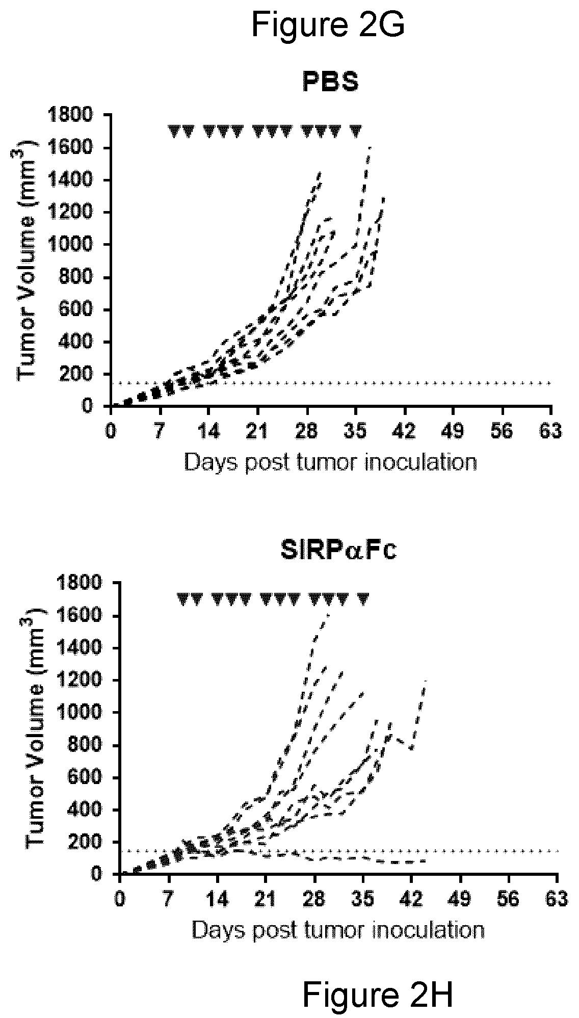 Patent US11771764 Figure 6 – CD47 blockade with radiation therapy