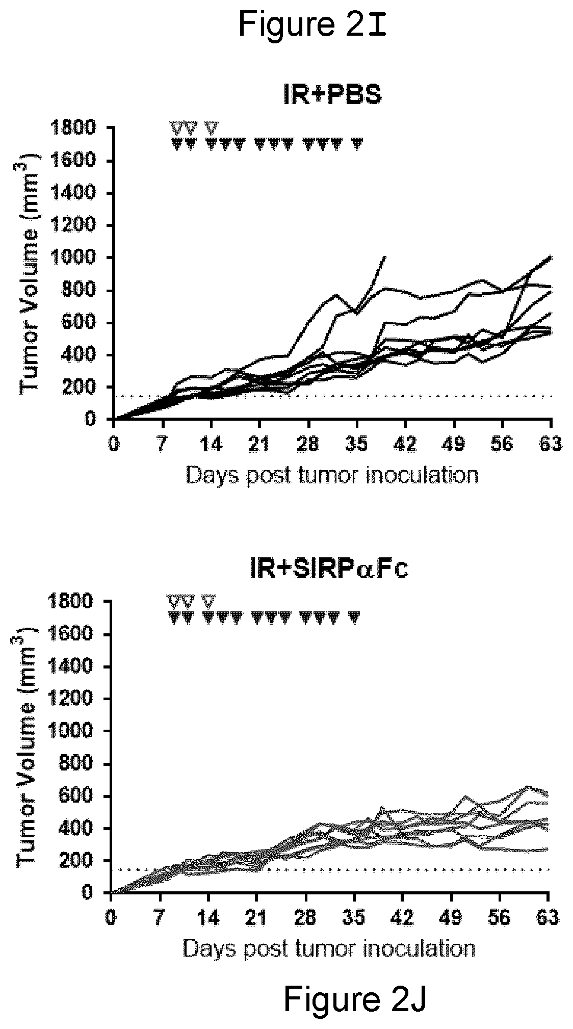 Patent US11771764 Figure 7 – CD47 blockade with radiation therapy