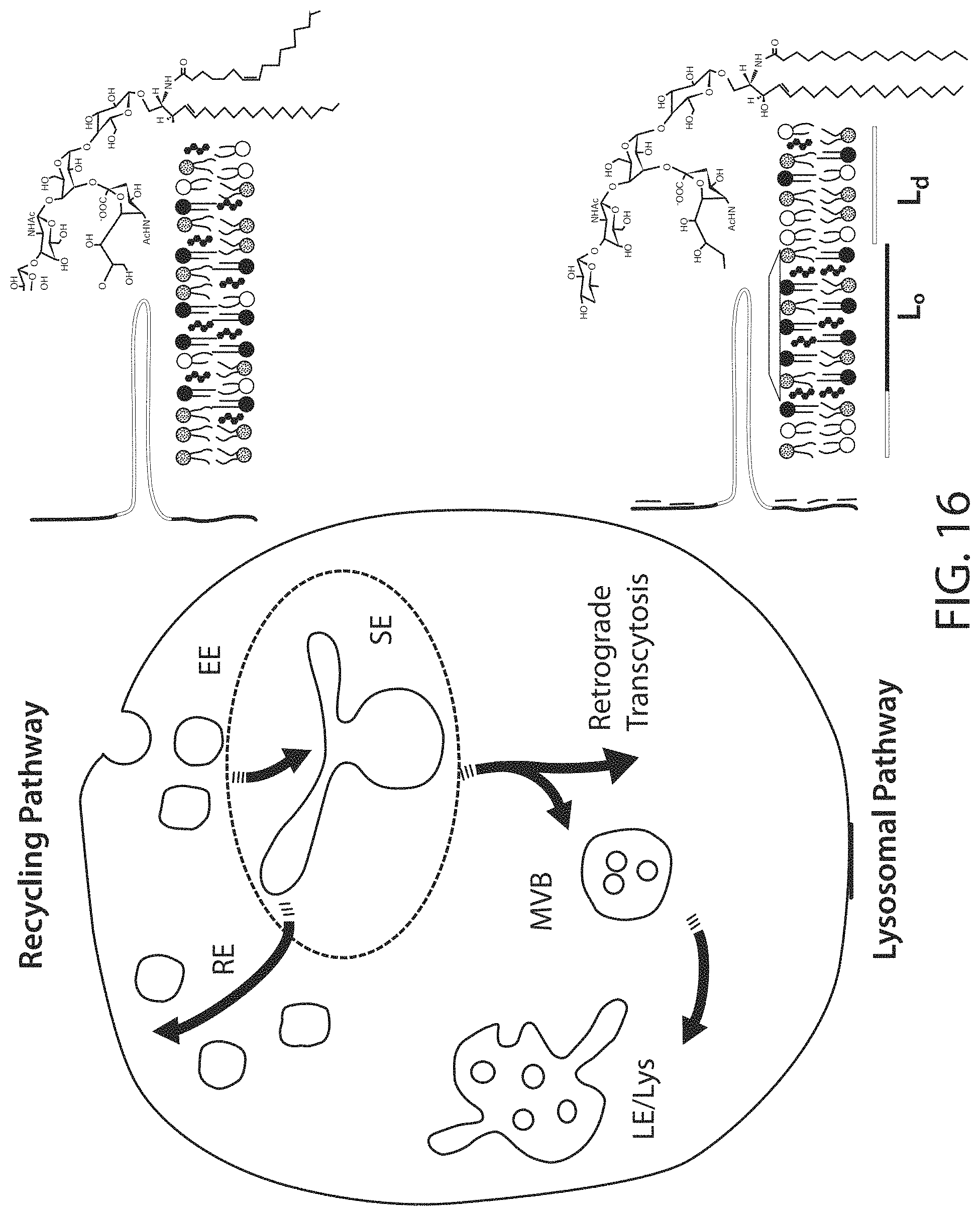 Patent US11771771 Figure 20 – Ceramide-like lipid-based delivery vehicles and uses thereof