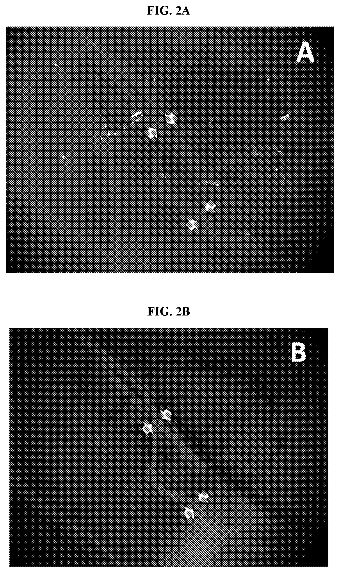 Patent US11771774 Figure 2 – Nerve labeling compositions and uses thereof