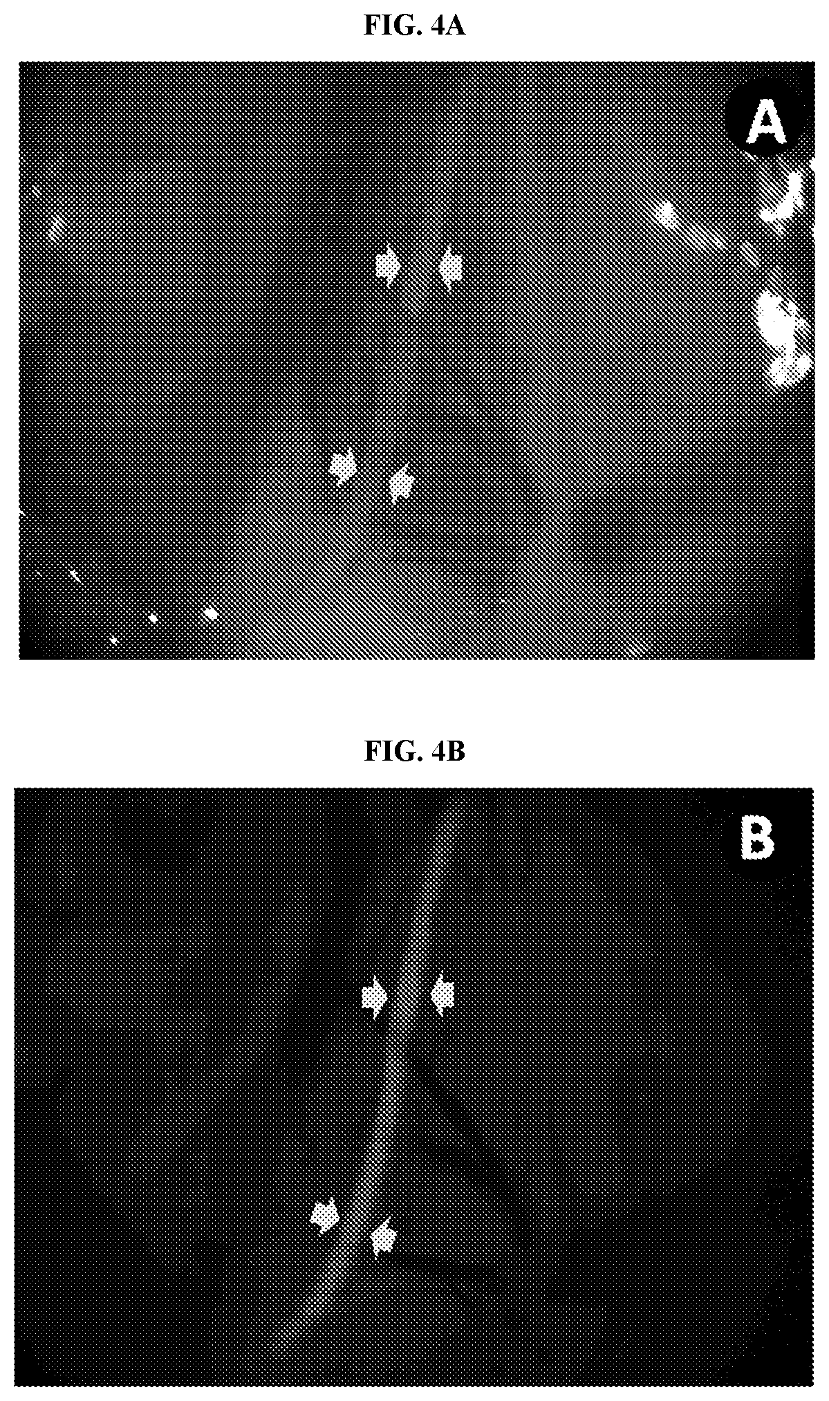 Patent US11771774 Figure 4 – Nerve labeling compositions and uses thereof