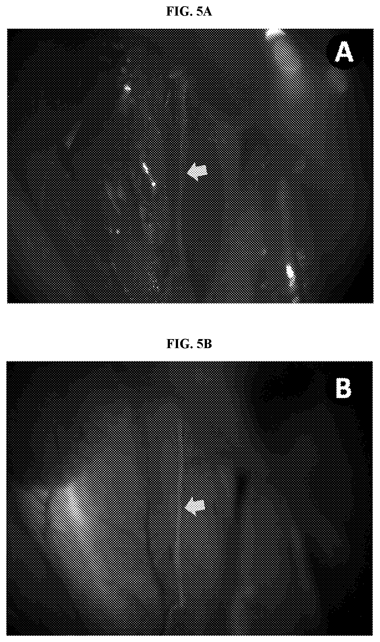 Patent US11771774 Figure 5 – Nerve labeling compositions and uses thereof