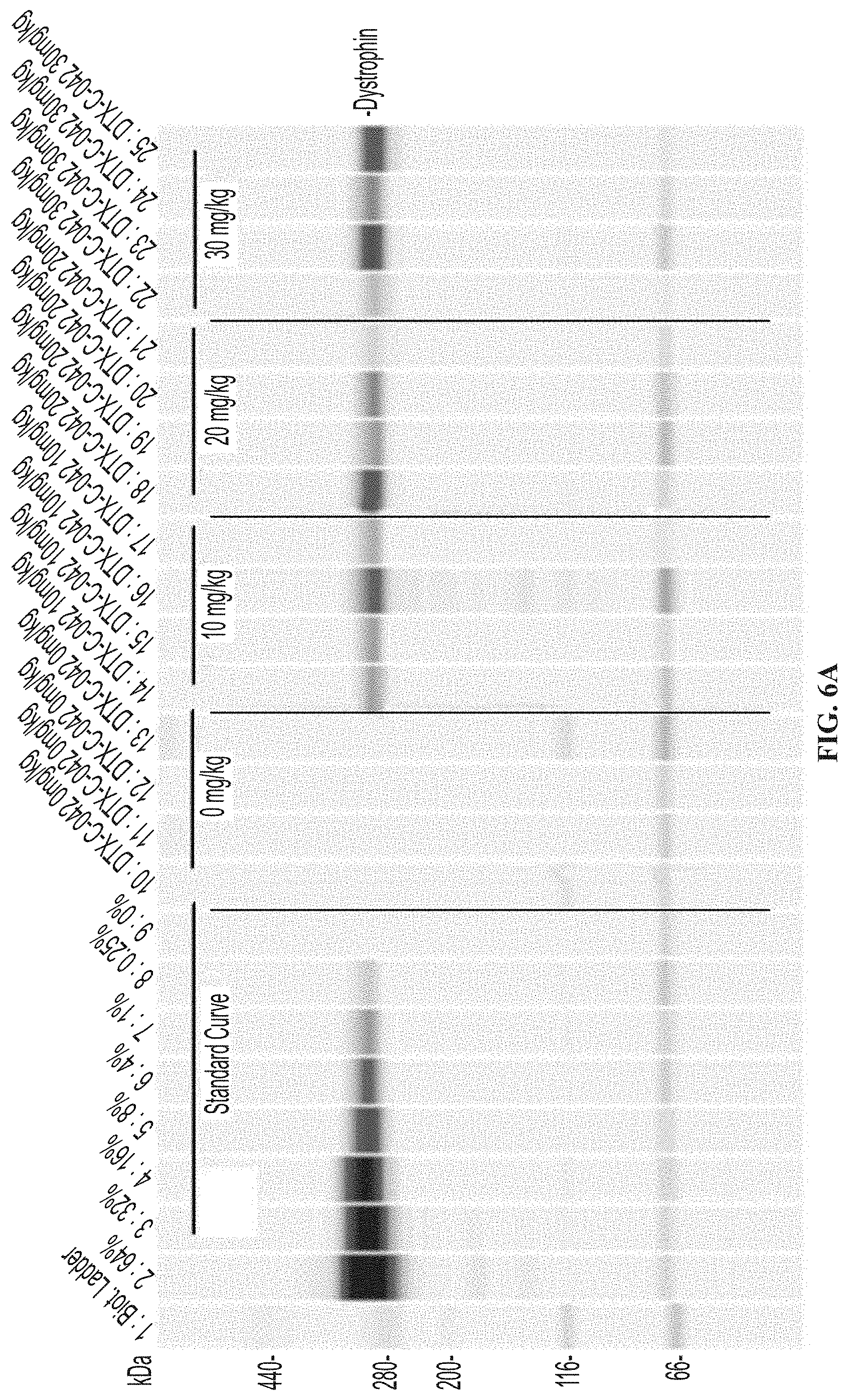 Patent US11771776 Figure 7 – Muscle targeting complexes and uses thereof for treating dystrophinopathies