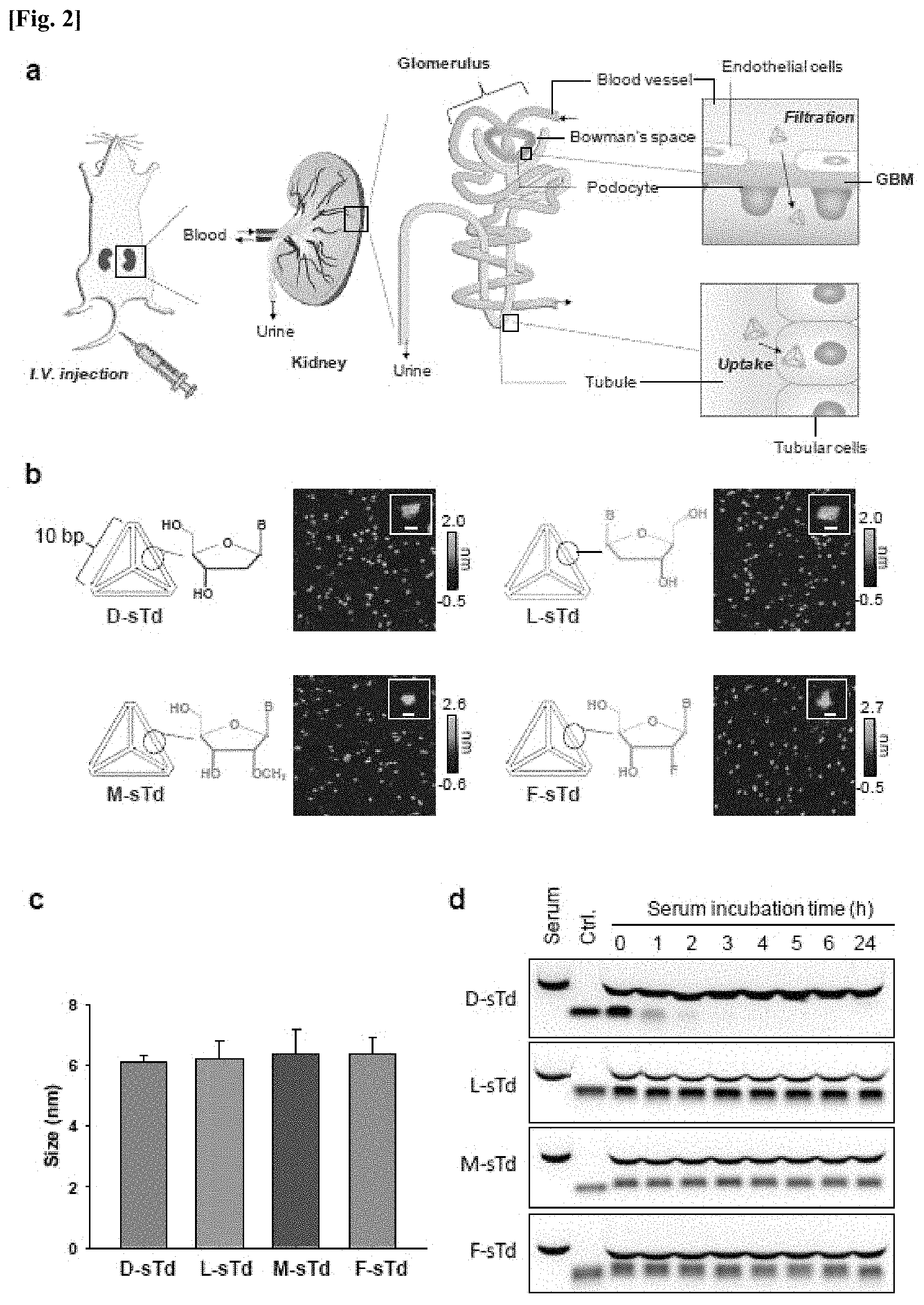 Patent US11771777 Figure 2 – Three-dimensional self-assembled nucleic acid nanoparticles and use thereof