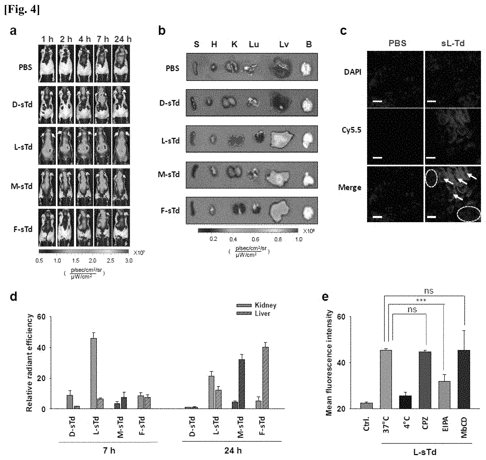 Patent US11771777 Figure 4 – Three-dimensional self-assembled nucleic acid nanoparticles and use thereof