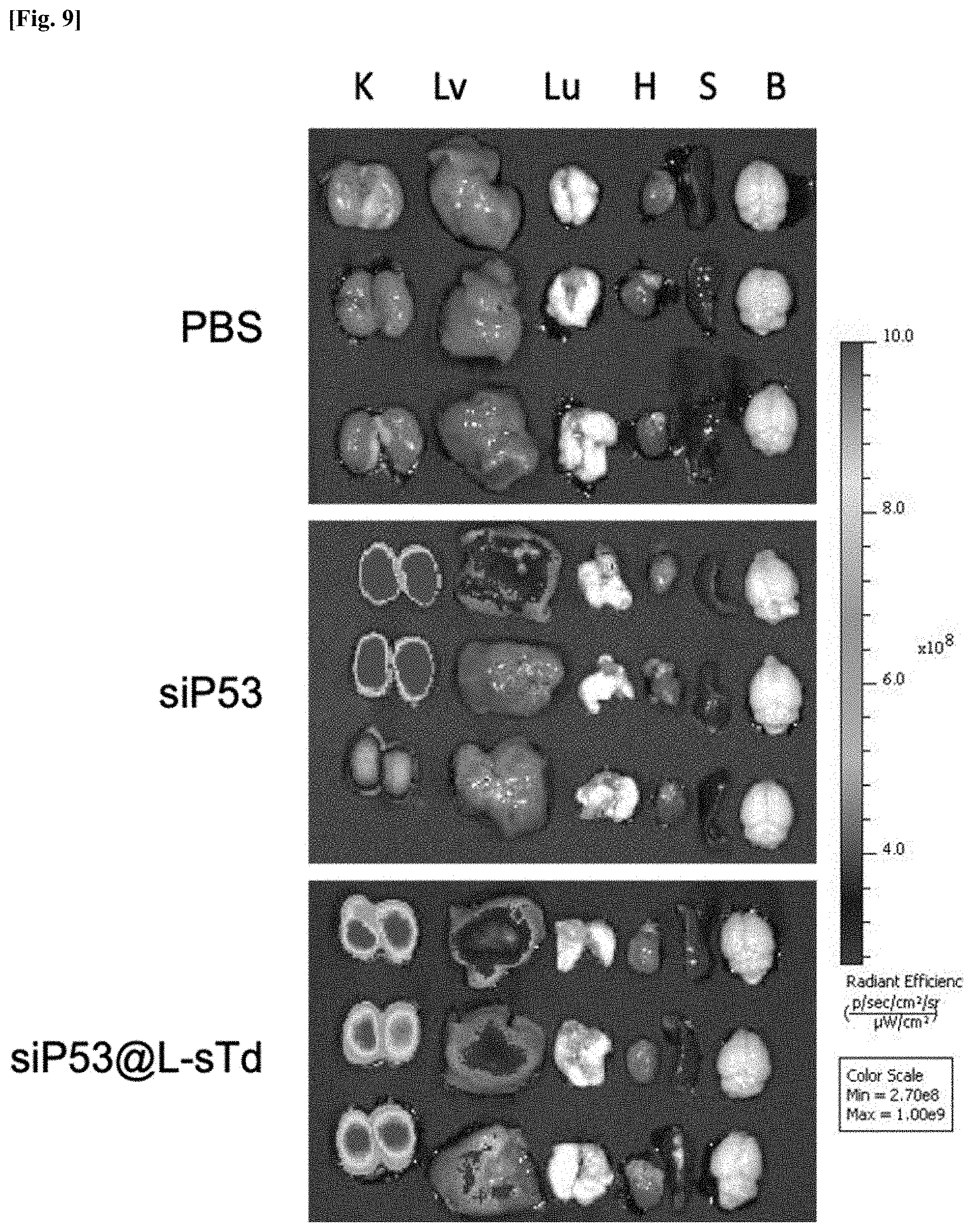Patent US11771777 Figure 7 – Three-dimensional self-assembled nucleic acid nanoparticles and use thereof