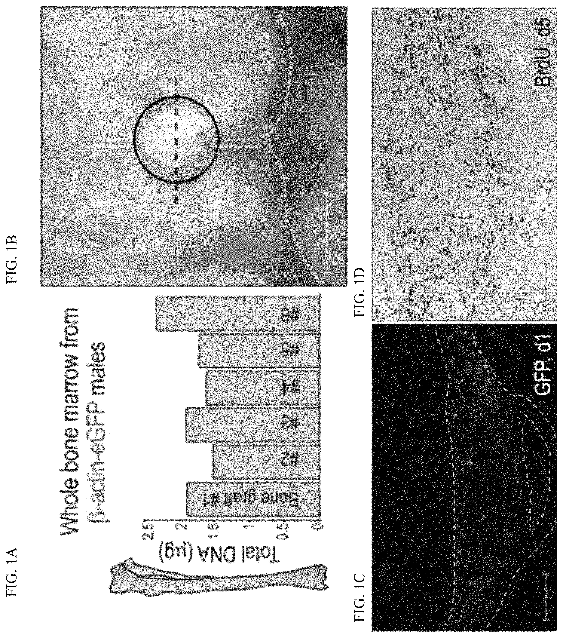 Patent US11771803 — Enhancement of osteogenic potential of bone grafts — Figure 1