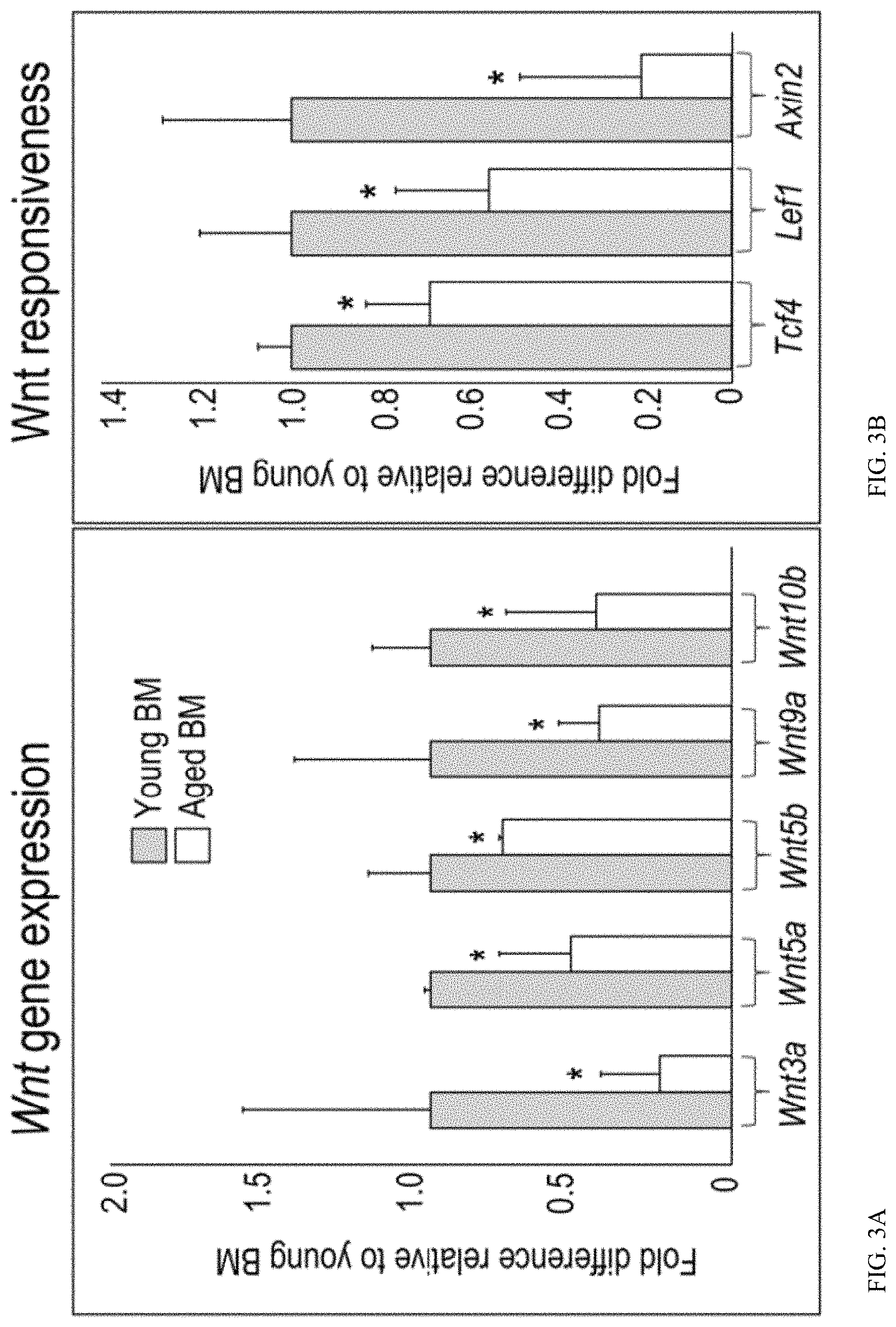 Patent US11771803 Figure 6 – Enhancement of osteogenic potential of bone grafts