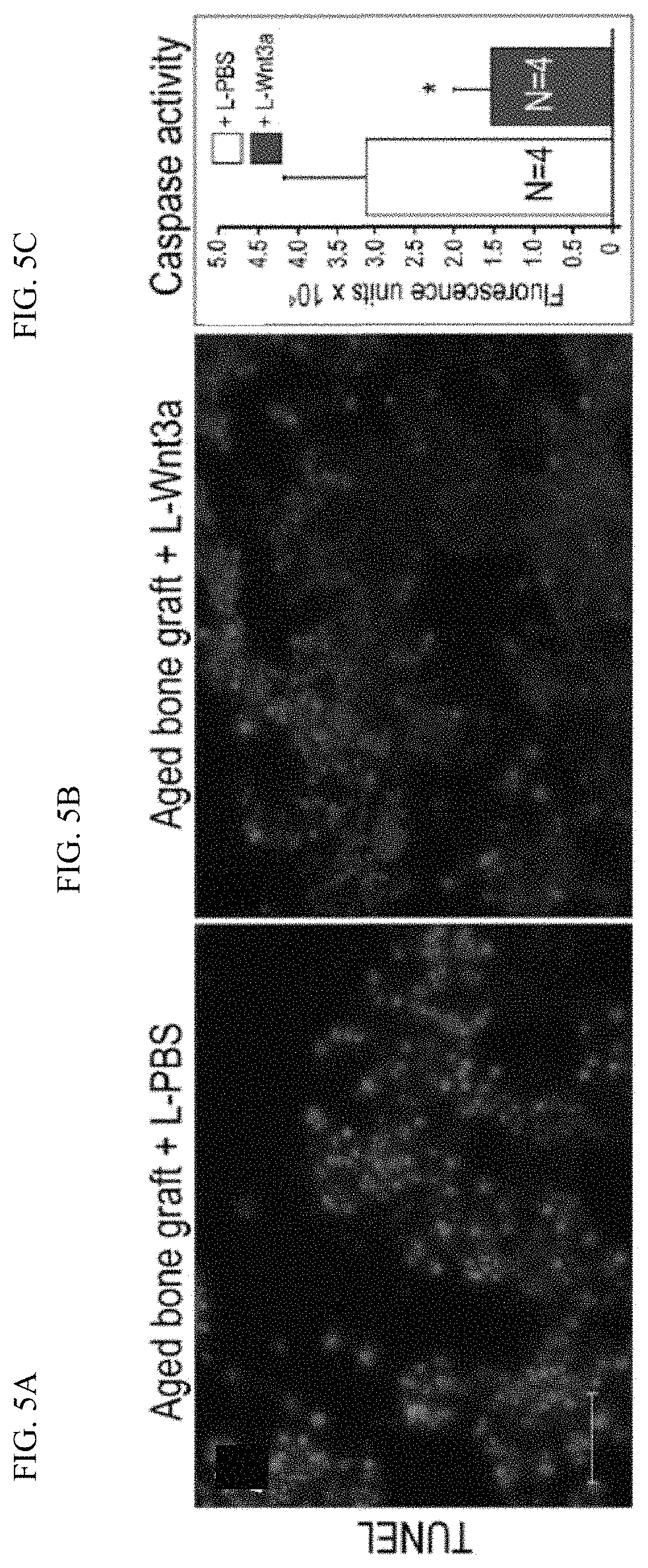 Patent US11771803 Figure 9 – Enhancement of osteogenic potential of bone grafts