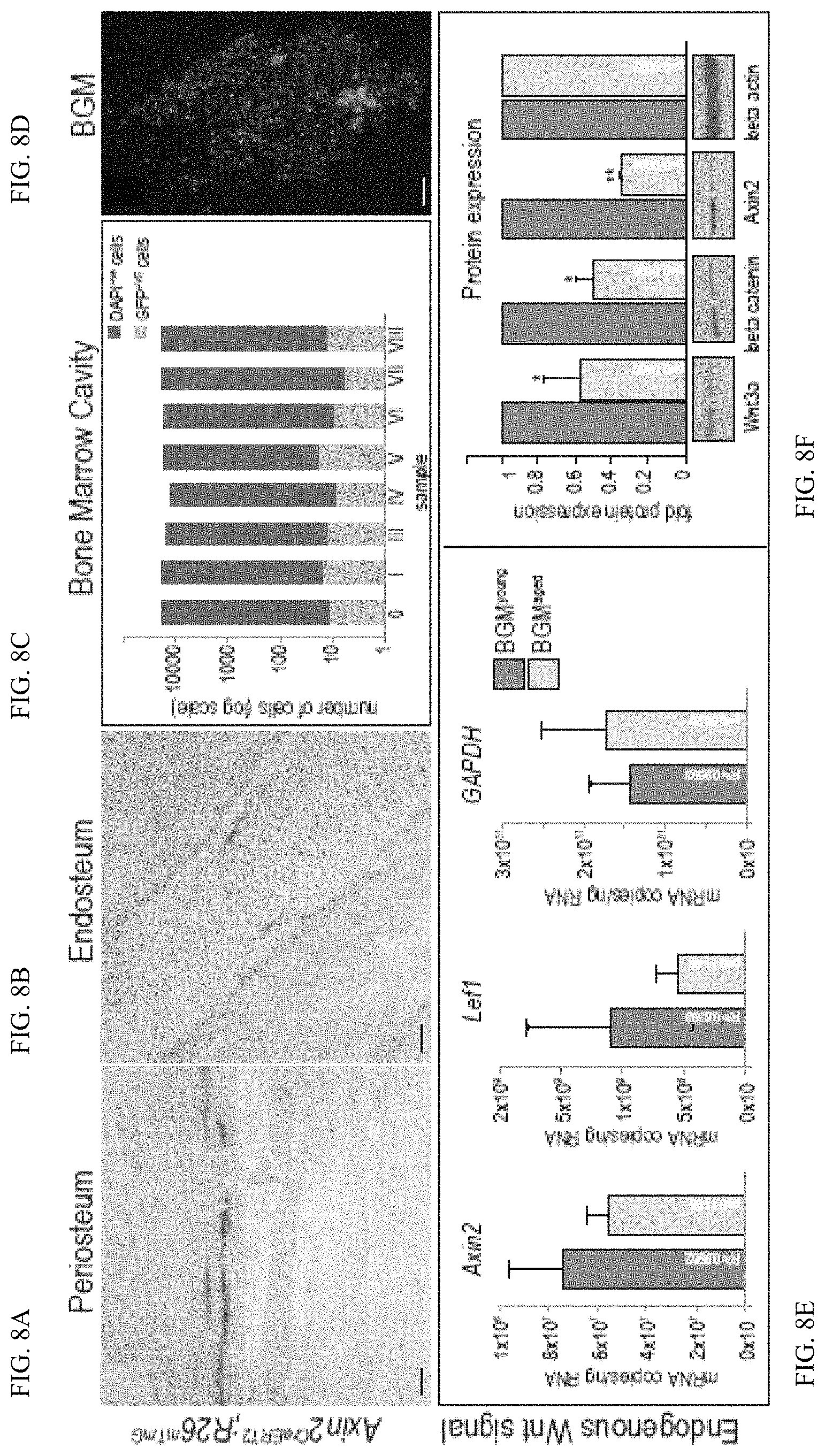 Patent US11771803 Figure 16 – Enhancement of osteogenic potential of bone grafts