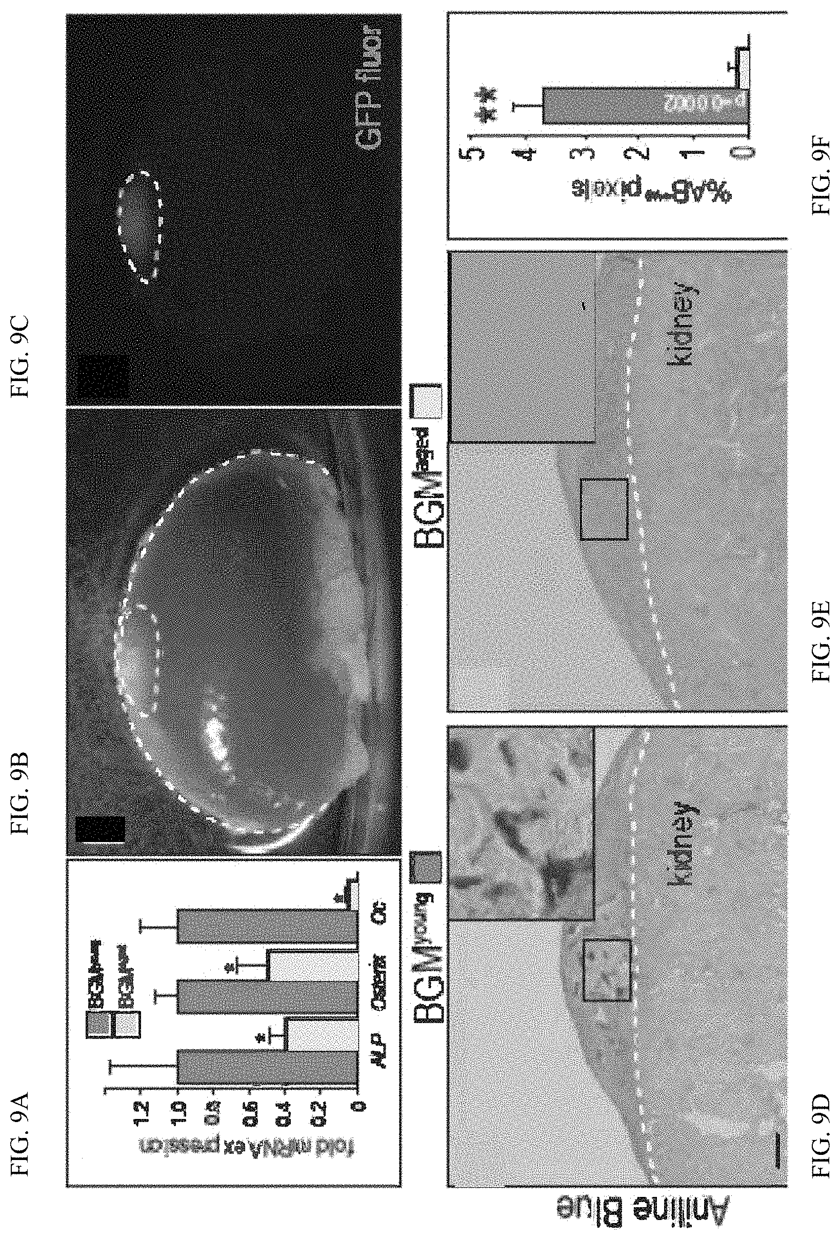 Patent US11771803 Figure 17 – Enhancement of osteogenic potential of bone grafts