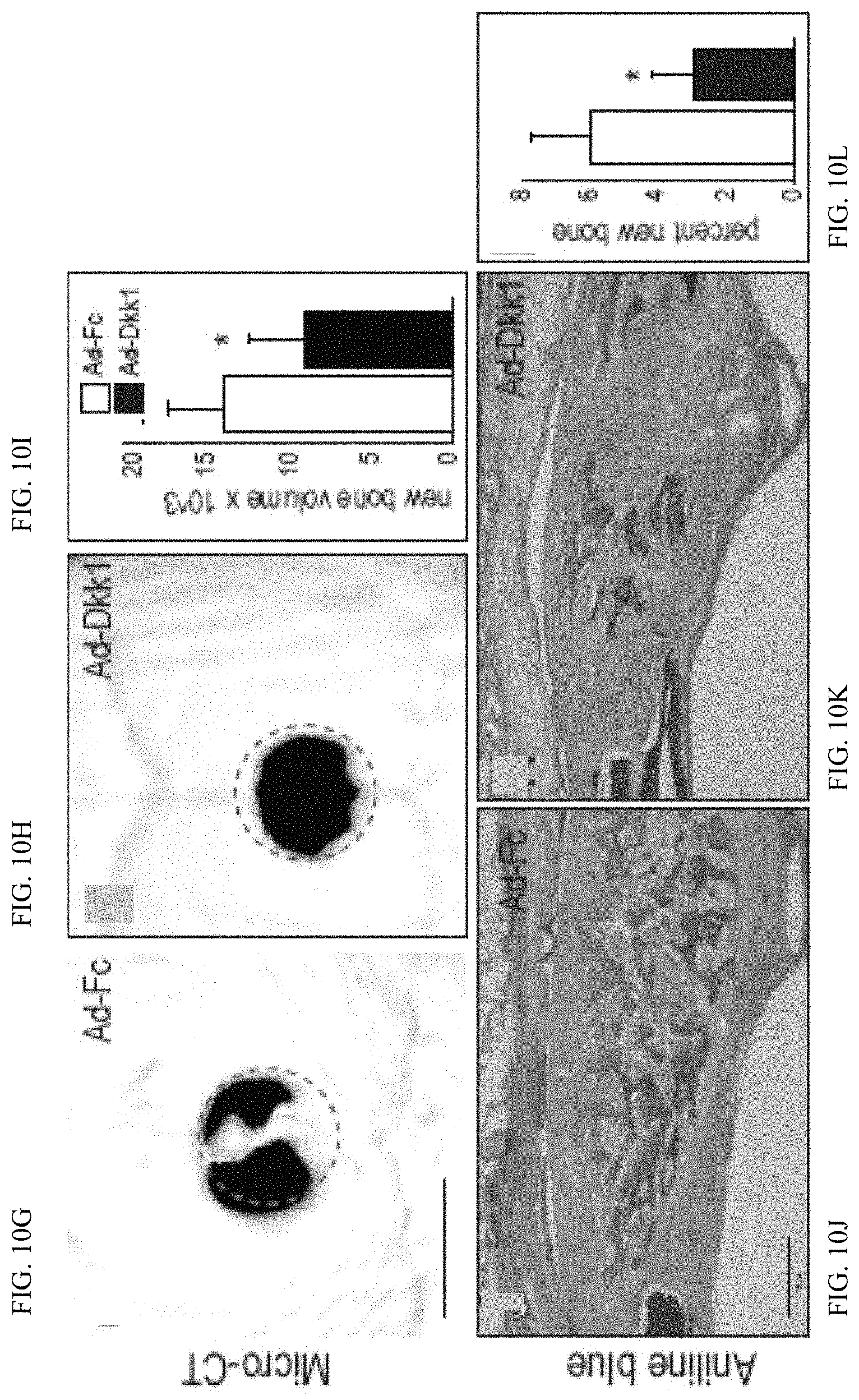 Patent US11771803 Figure 20 – Enhancement of osteogenic potential of bone grafts