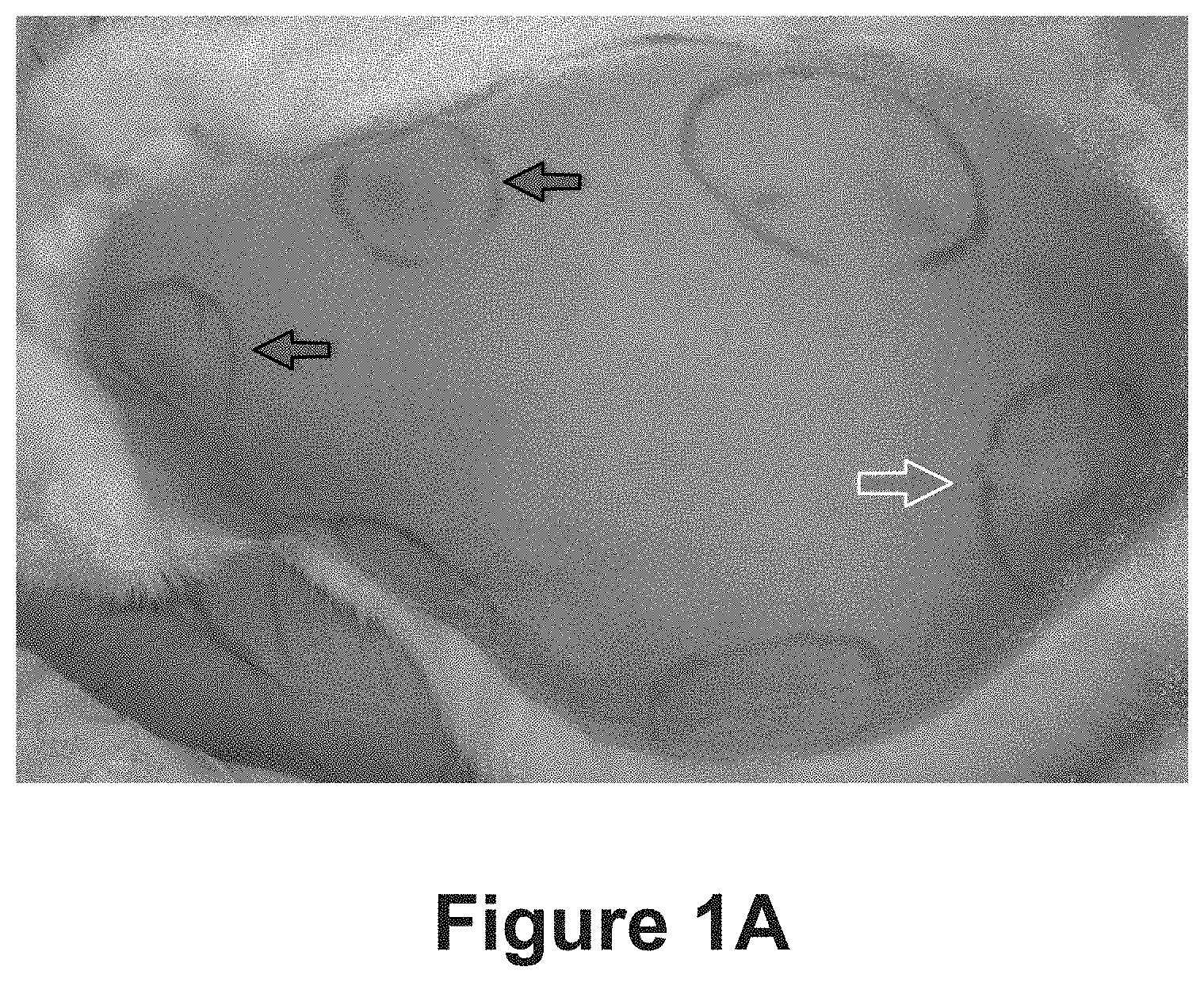 Patent US11771807 Figure 1 – Nanofiber-hydrogel composites for cell and tissue delivery