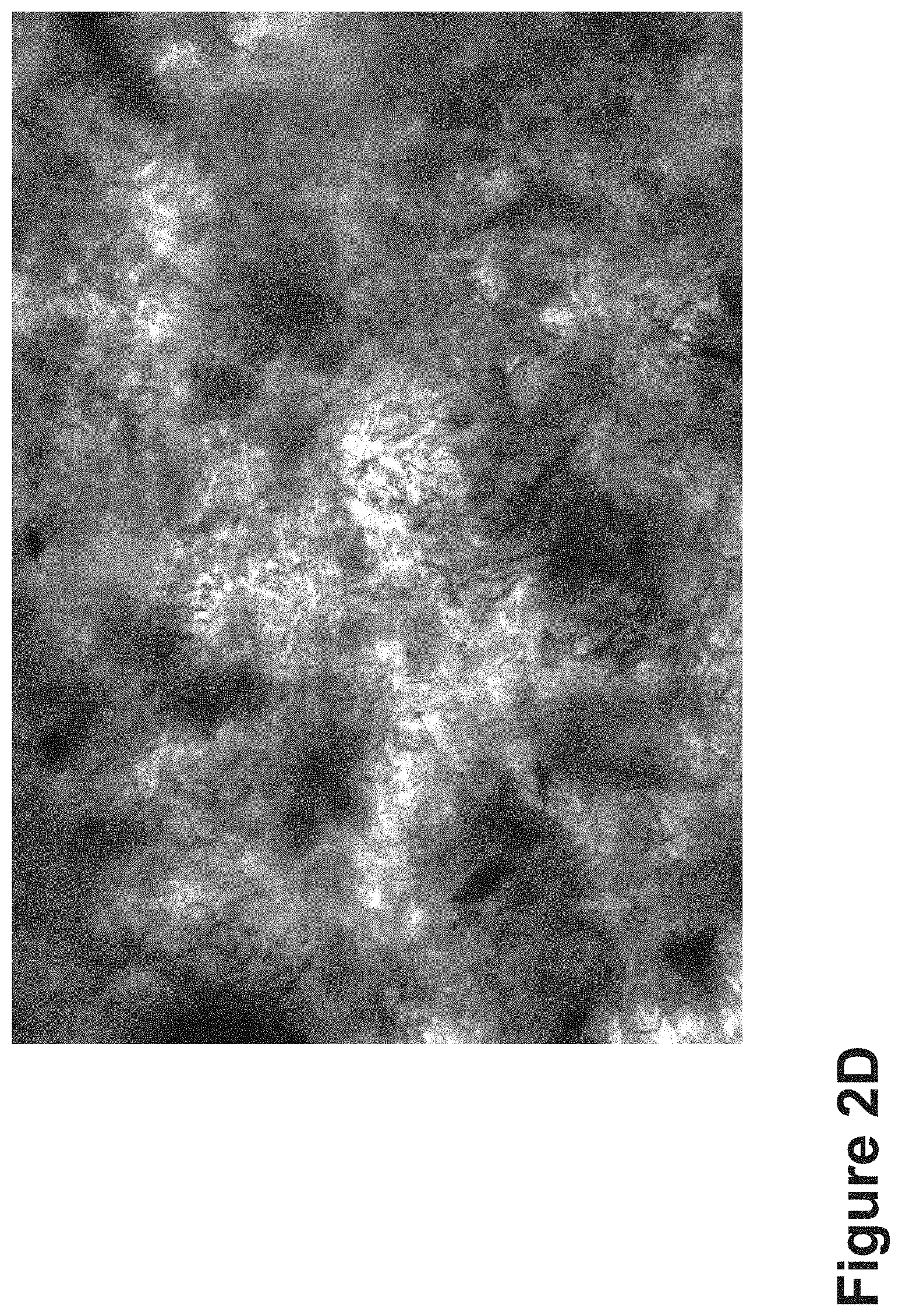 Patent US11771807 Figure 9 – Nanofiber-hydrogel composites for cell and tissue delivery