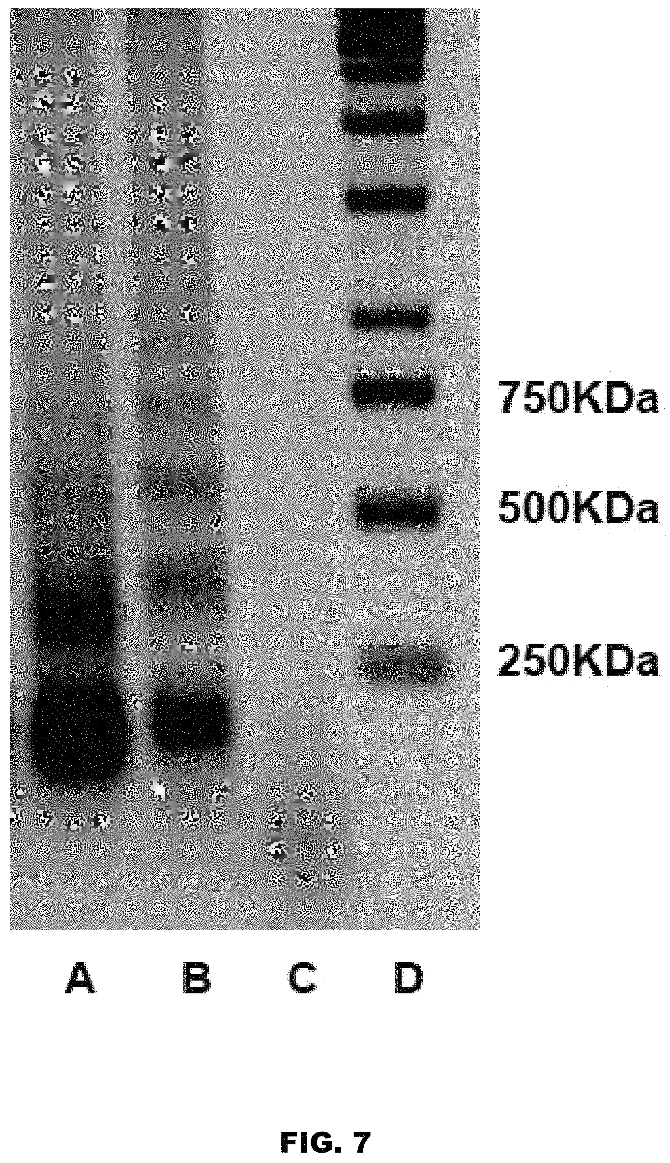 Patent US11771811 Figure 7 – Method and device for purification of blood from circulating cell free DNA