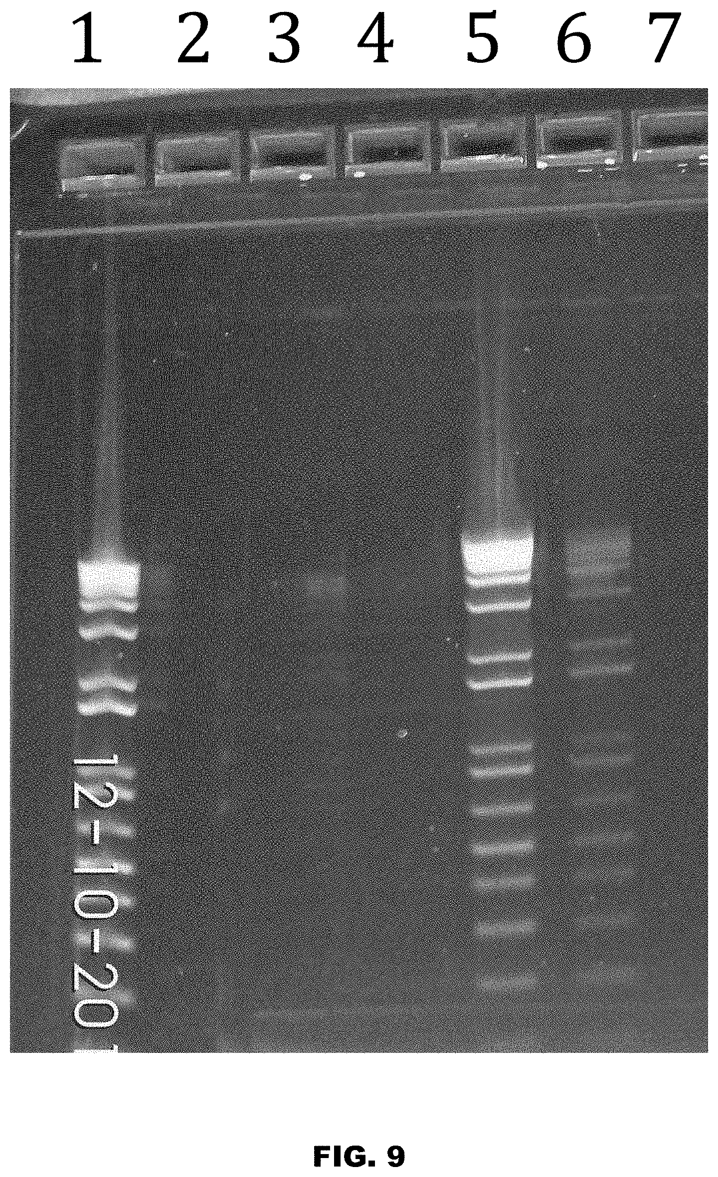 Patent US11771812 Figure 9 – Method and device for purification of blood from circulating cell free DNA