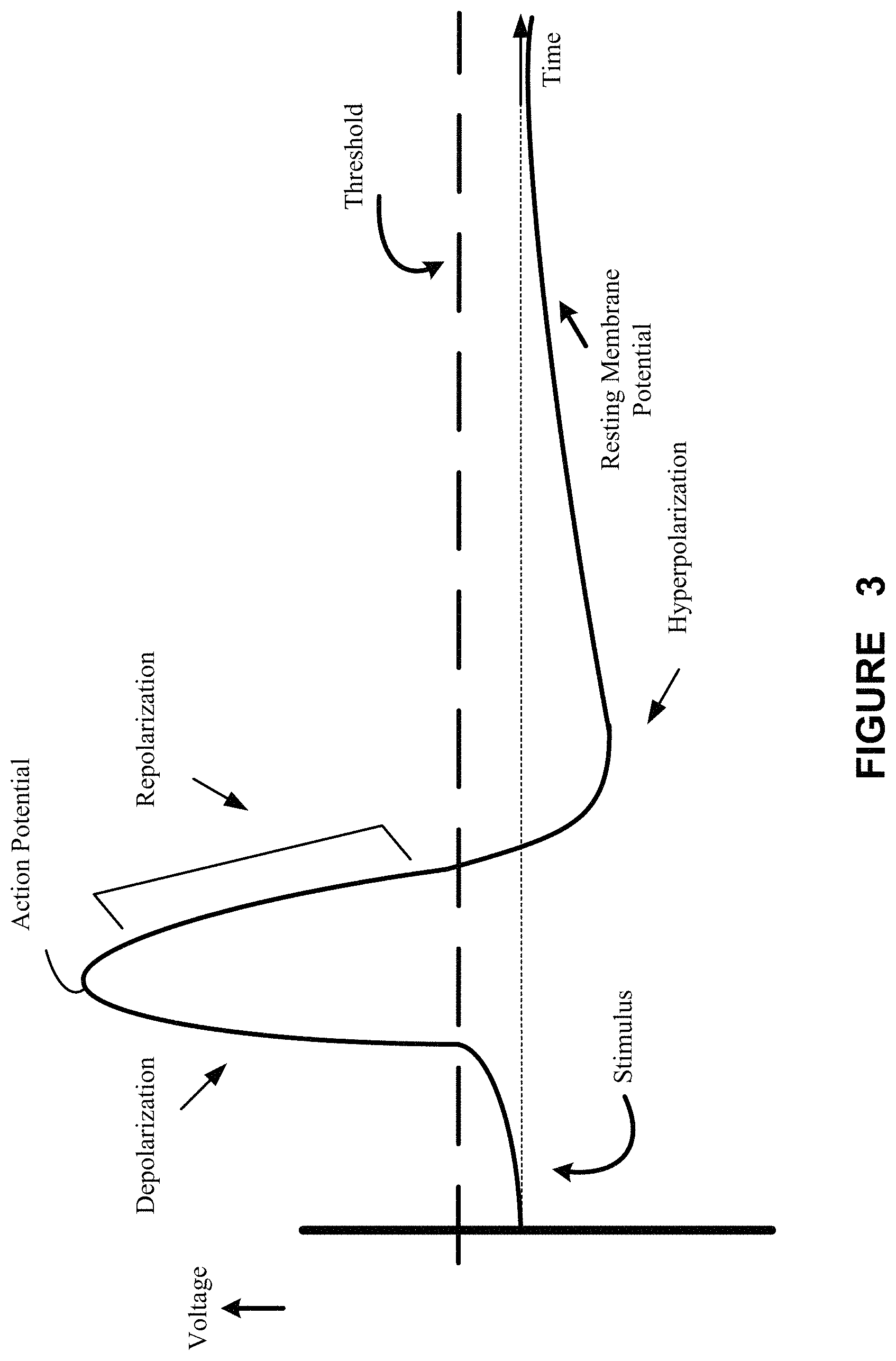 Patent US11771902 Figure 3 – Synchronization of vagus nerve stimulation with the cardiac cycle of a patient