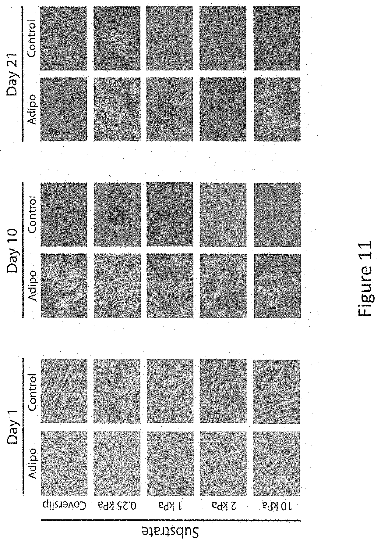 Patent US11772061 Figure 10 – Methods of fabricating hyper compliant polymer particles and methods of use and compositions
