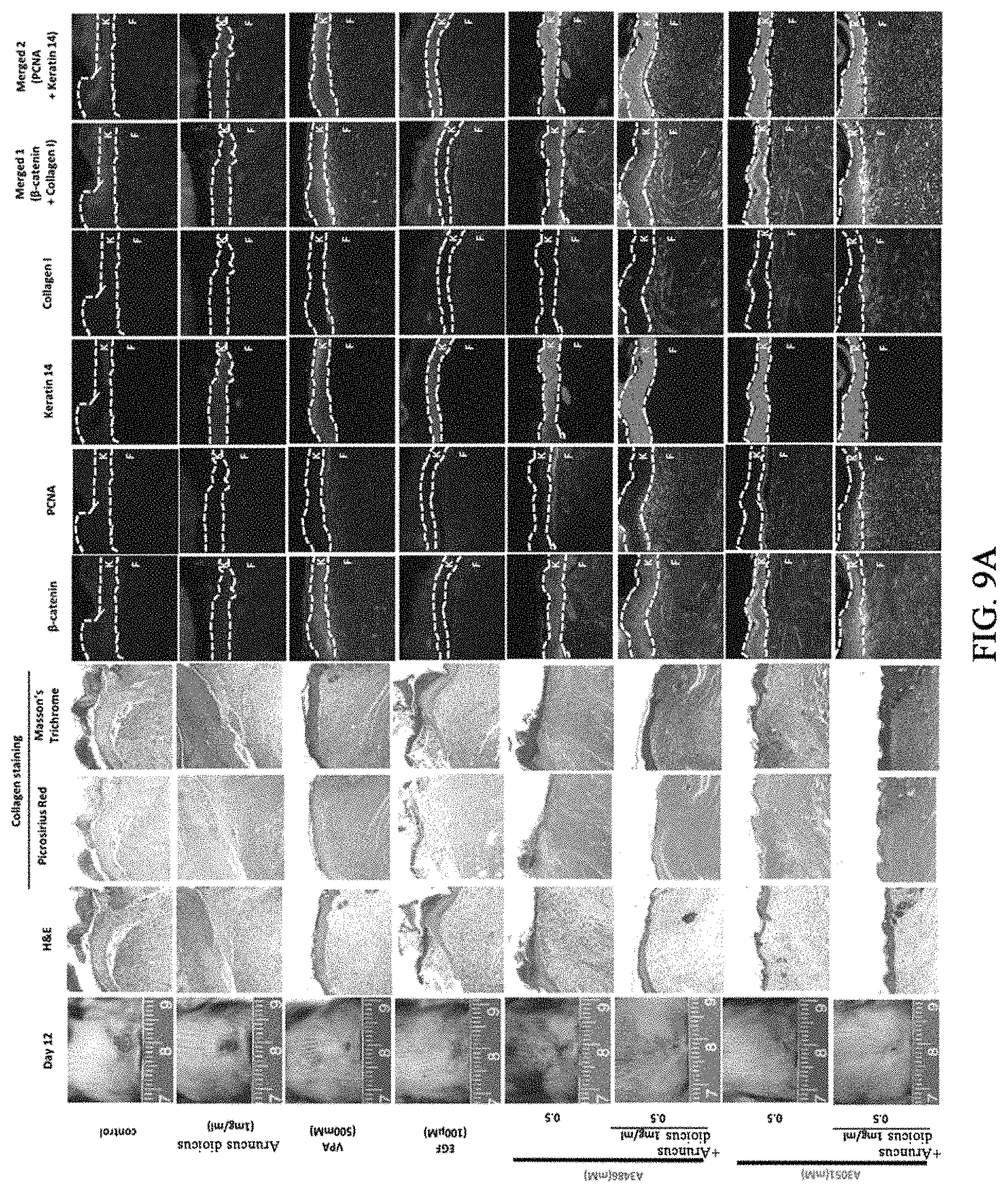 Patent US11773081 Figure 11 – Pharmaceutical composition for preventing or treating wound, comprising indirubin derivative as active ingredient