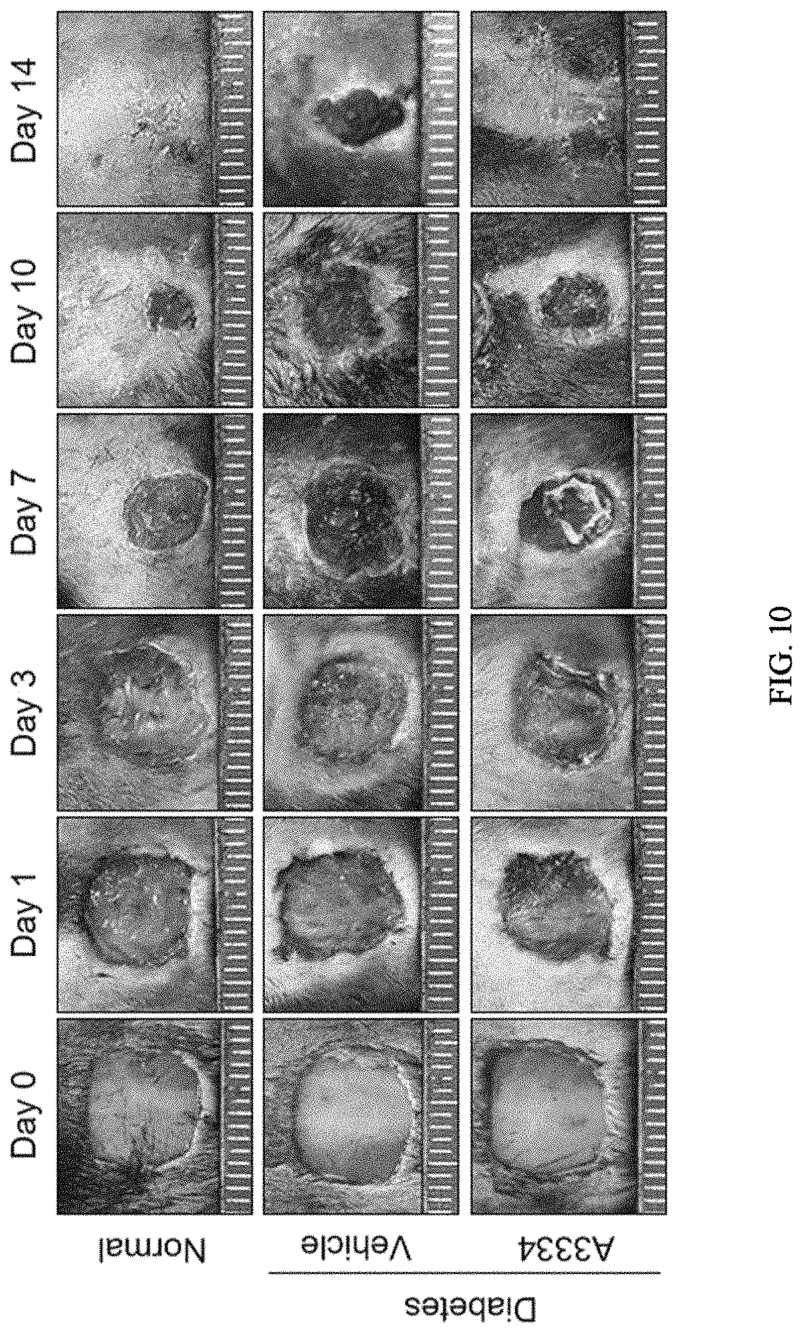Patent US11773081 Figure 13 – Pharmaceutical composition for preventing or treating wound, comprising indirubin derivative as active ingredient
