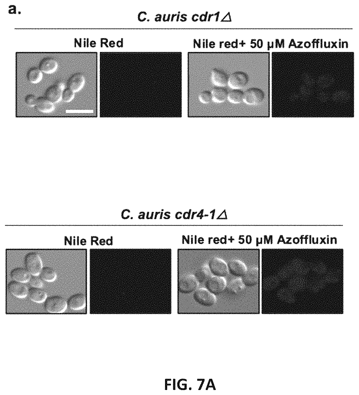 Patent US11773086 Figure 10 – Fungal modulators