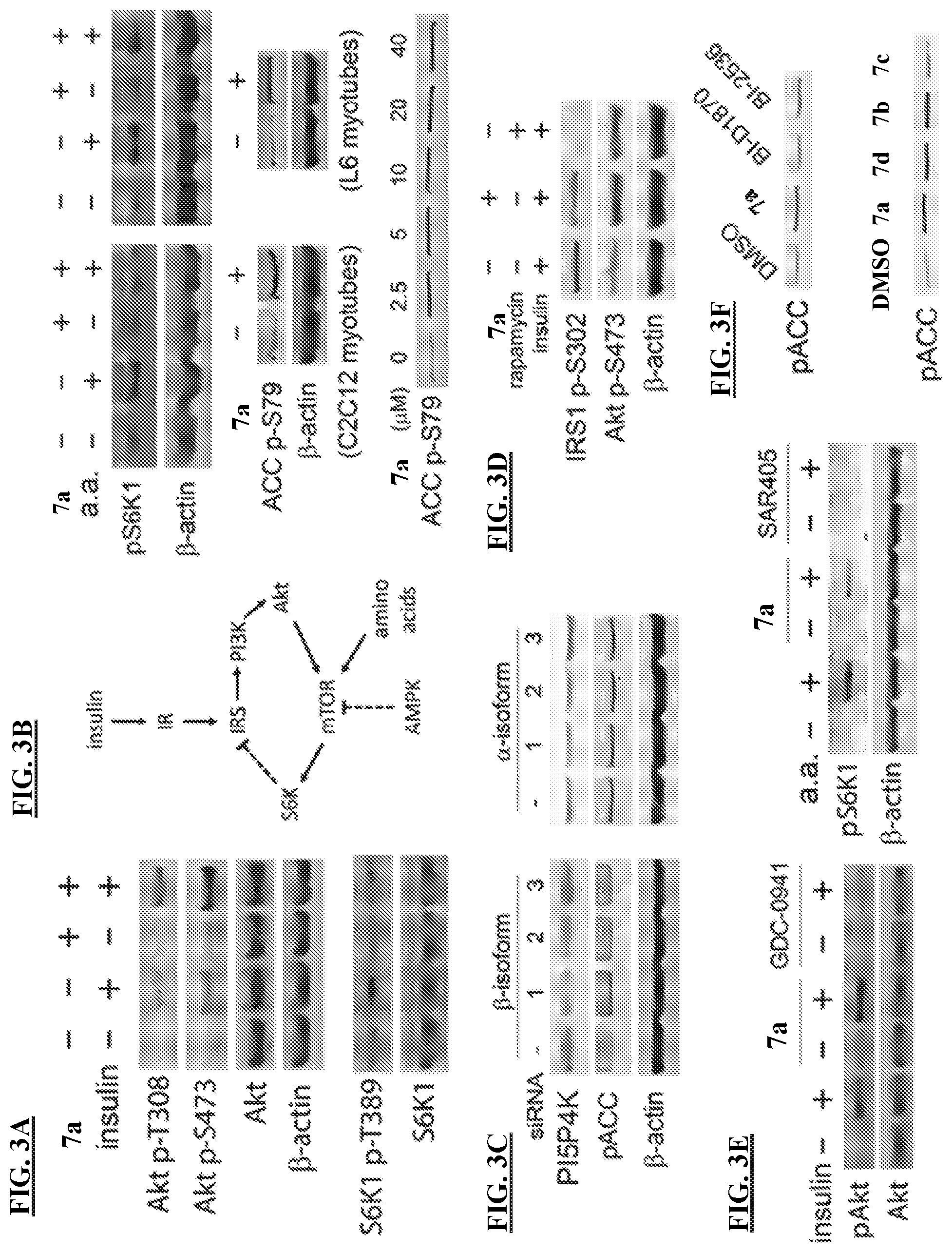 Patent US11773096 Figure 5 – Small-molecule PI5P4K alpha/beta inhibitors and methods of treatment using same