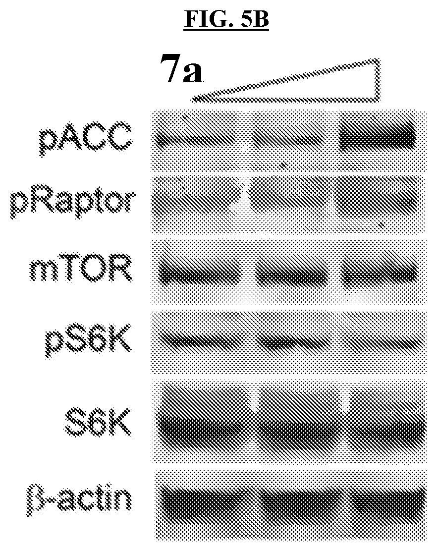 Patent US11773096 Figure 9 – Small-molecule PI5P4K alpha/beta inhibitors and methods of treatment using same