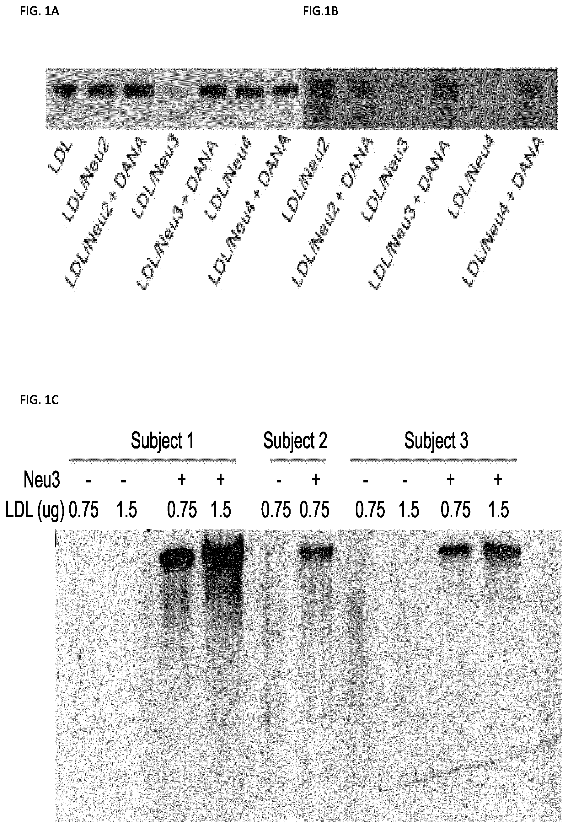 Patent US11773129 — Methods of preventing or treating atherosclerosis with inhibitors of specific isoenzymes of human neuraminidase — Figure 1