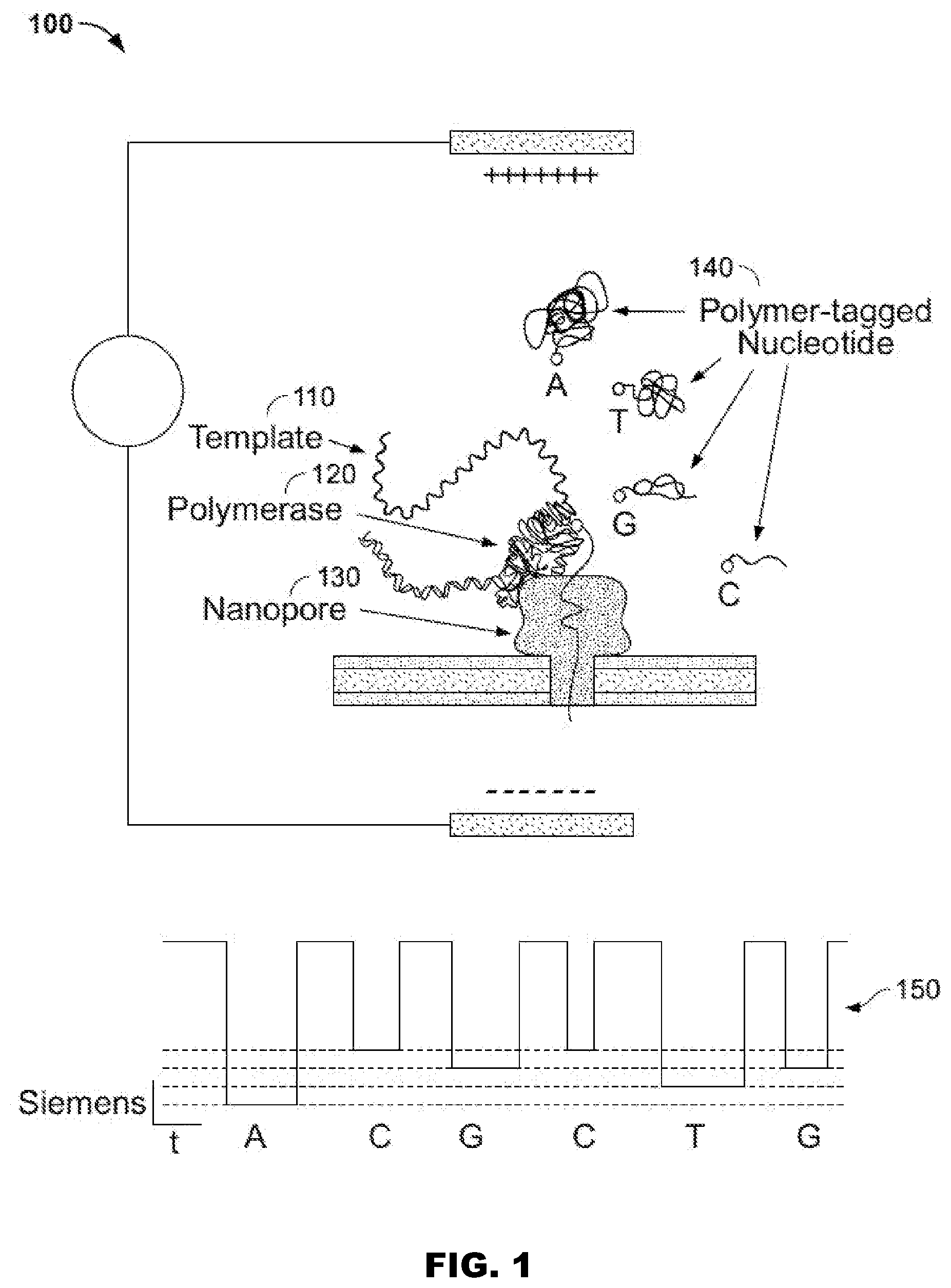 Patent US11773130 Figure 1 – 3′ protected nucleotides
