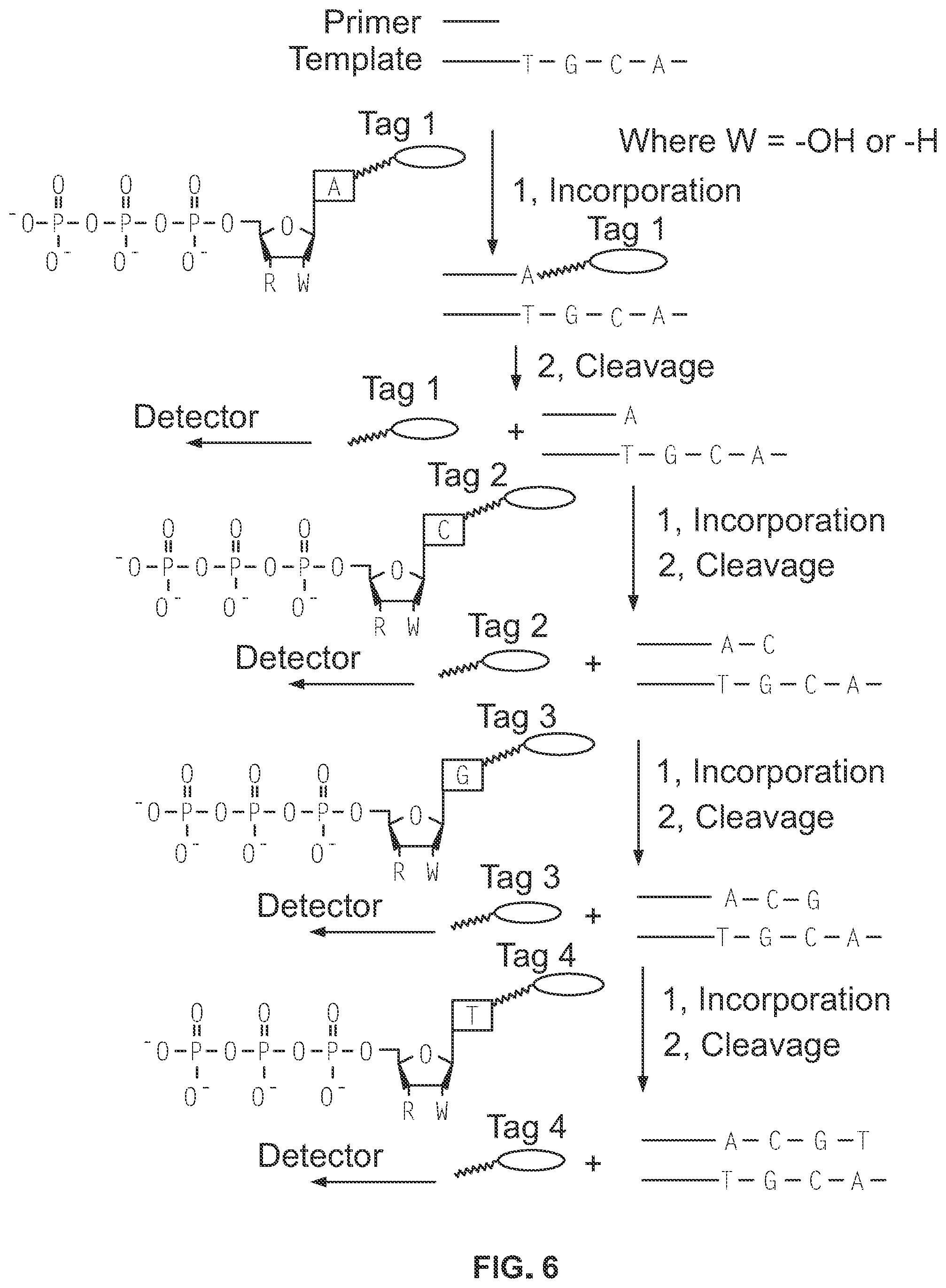 Patent US11773130 Figure 8 – 3′ protected nucleotides