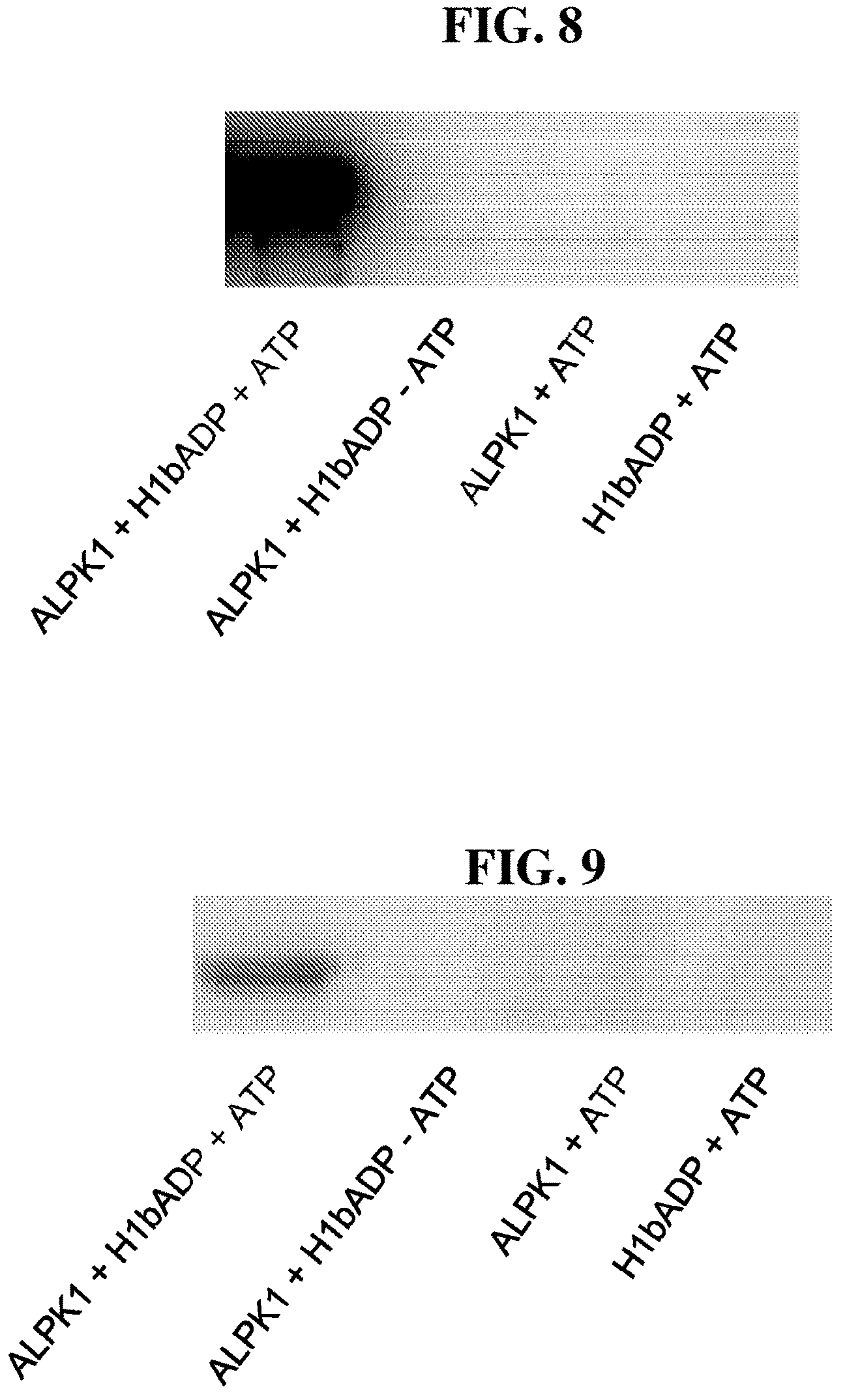 Patent US11773131 Figure 8 – Compositions and methods of modulating the immune response by activating alpha protein kinase 1