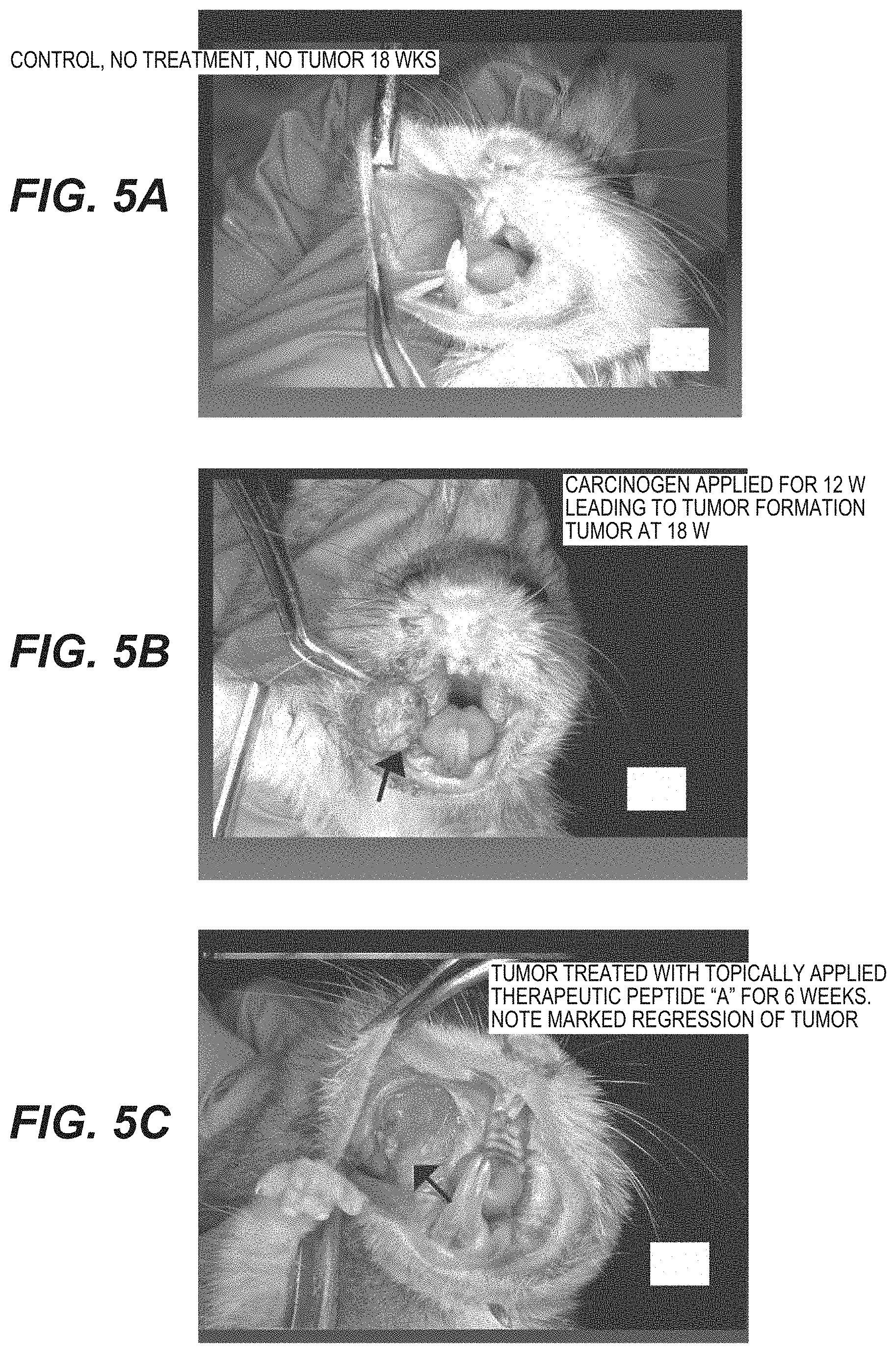 Patent US11773135 Figure 4 – Inhibitors of NF kappa-B activity for treatment of diseases and disorders