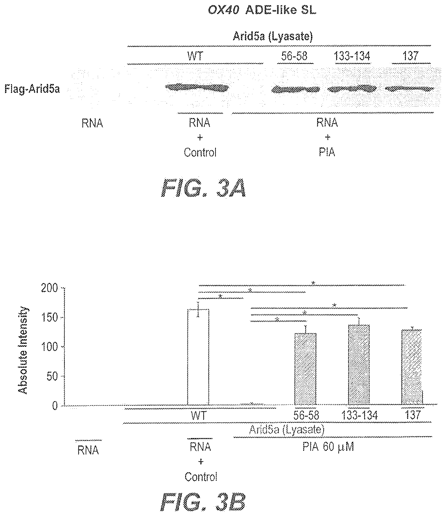 Patent US11773137 Figure 3 – Arid5a peptide inhibitors