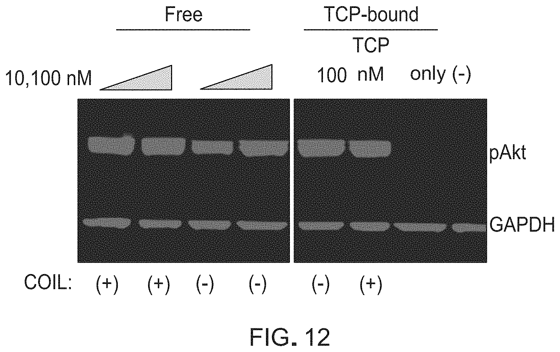 Patent US11773138 Figure 12 – Polypeptides including a beta-tricalcium phosphate-binding sequence and uses thereof