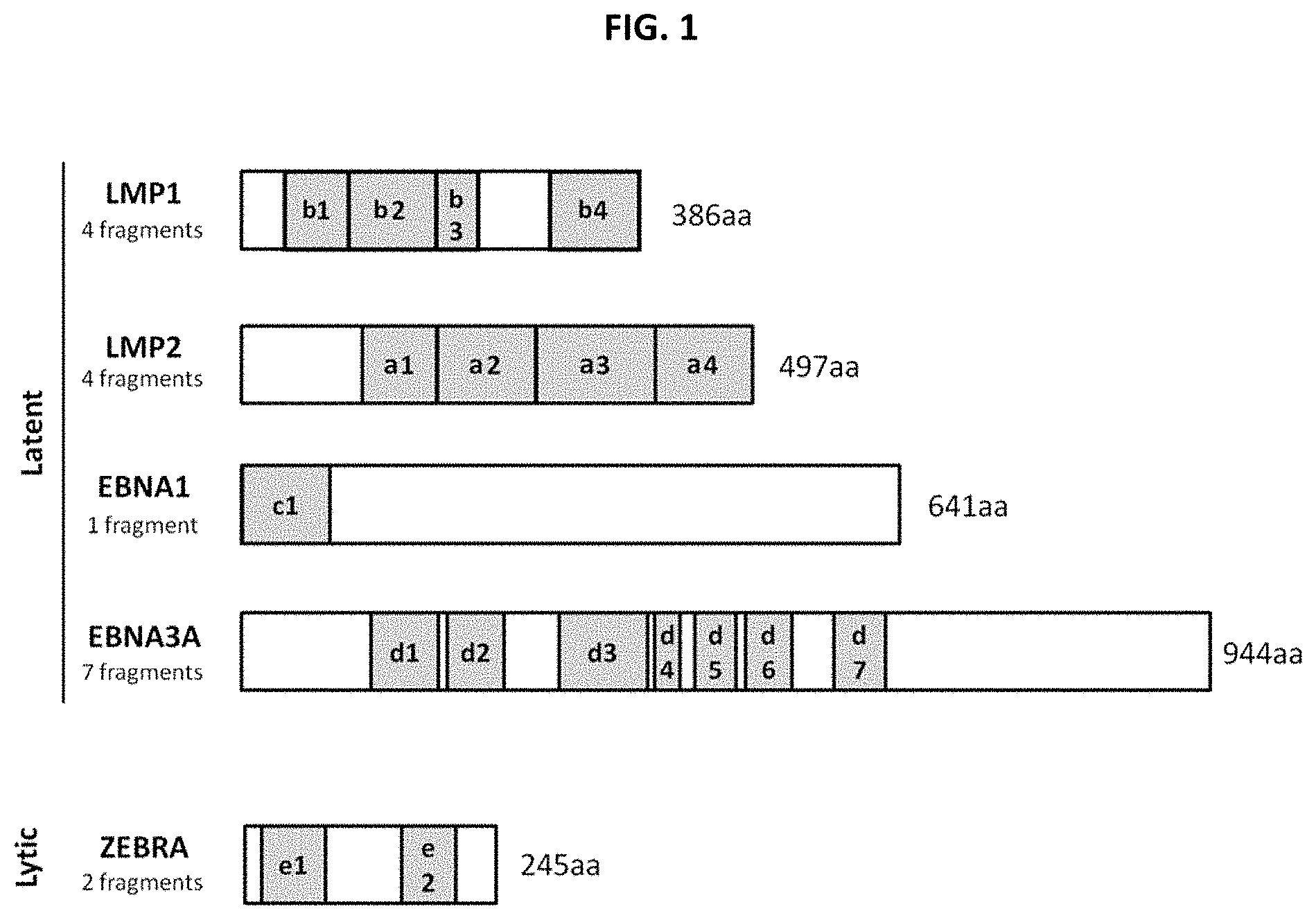 Patent US11773139 — Epstein-barr virus antigen constructs — Figure 1