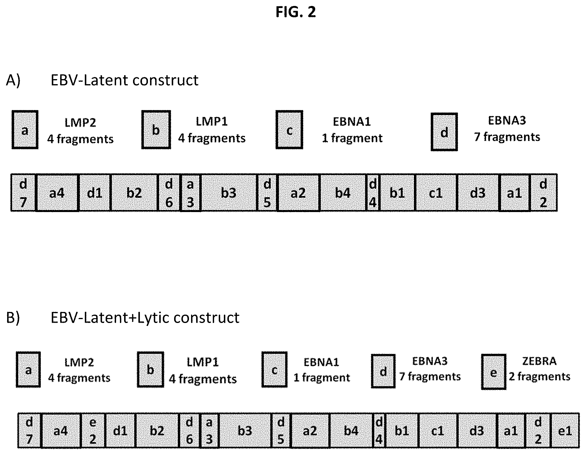 Patent US11773139 Figure 2 – Epstein-barr virus antigen constructs