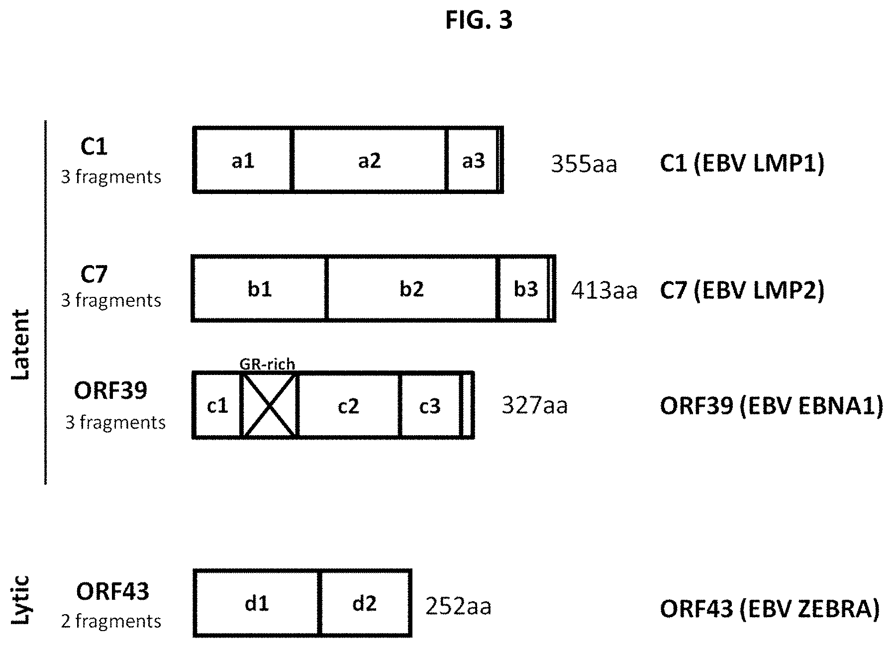 Patent US11773139 Figure 3 – Epstein-barr virus antigen constructs